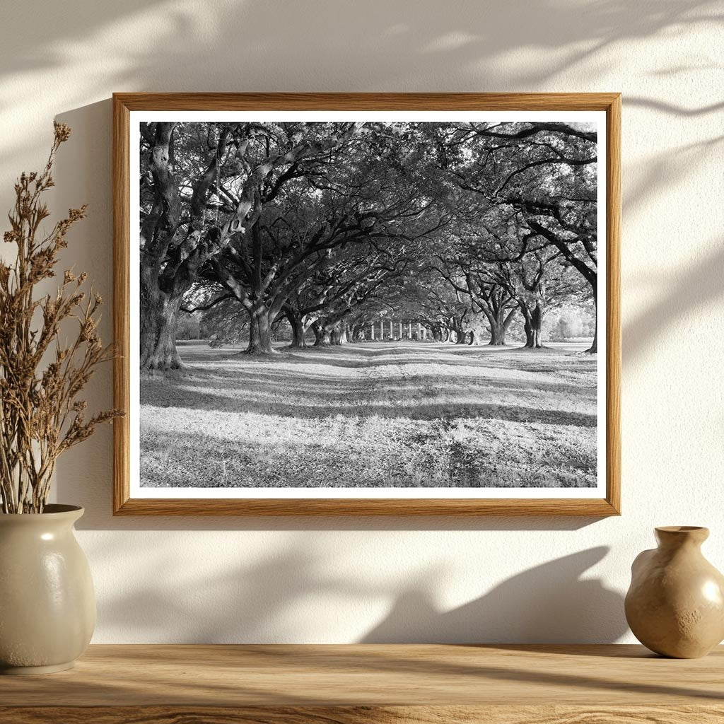 Bon Sejour, Vacherie LA, Historic Photo 1836 Collection