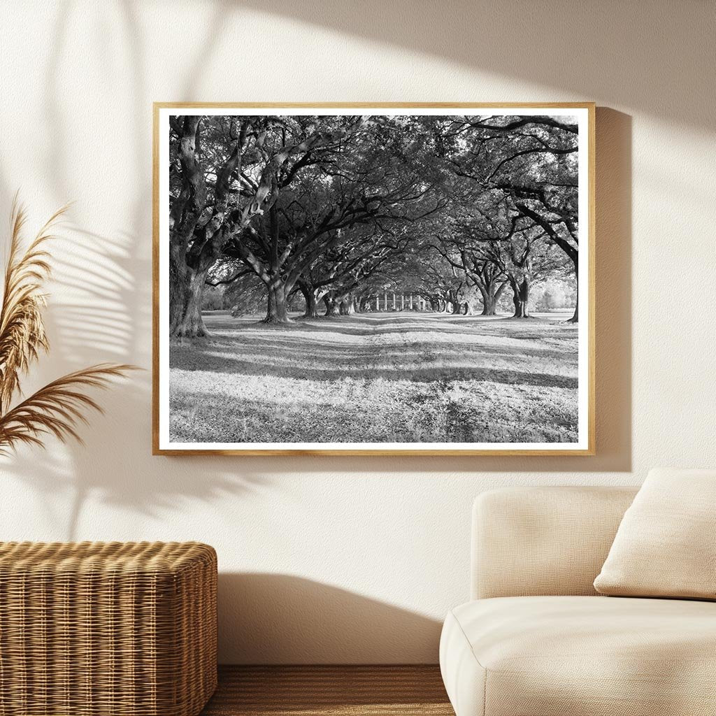 Bon Sejour, Vacherie LA, Historic Photo 1836 Collection