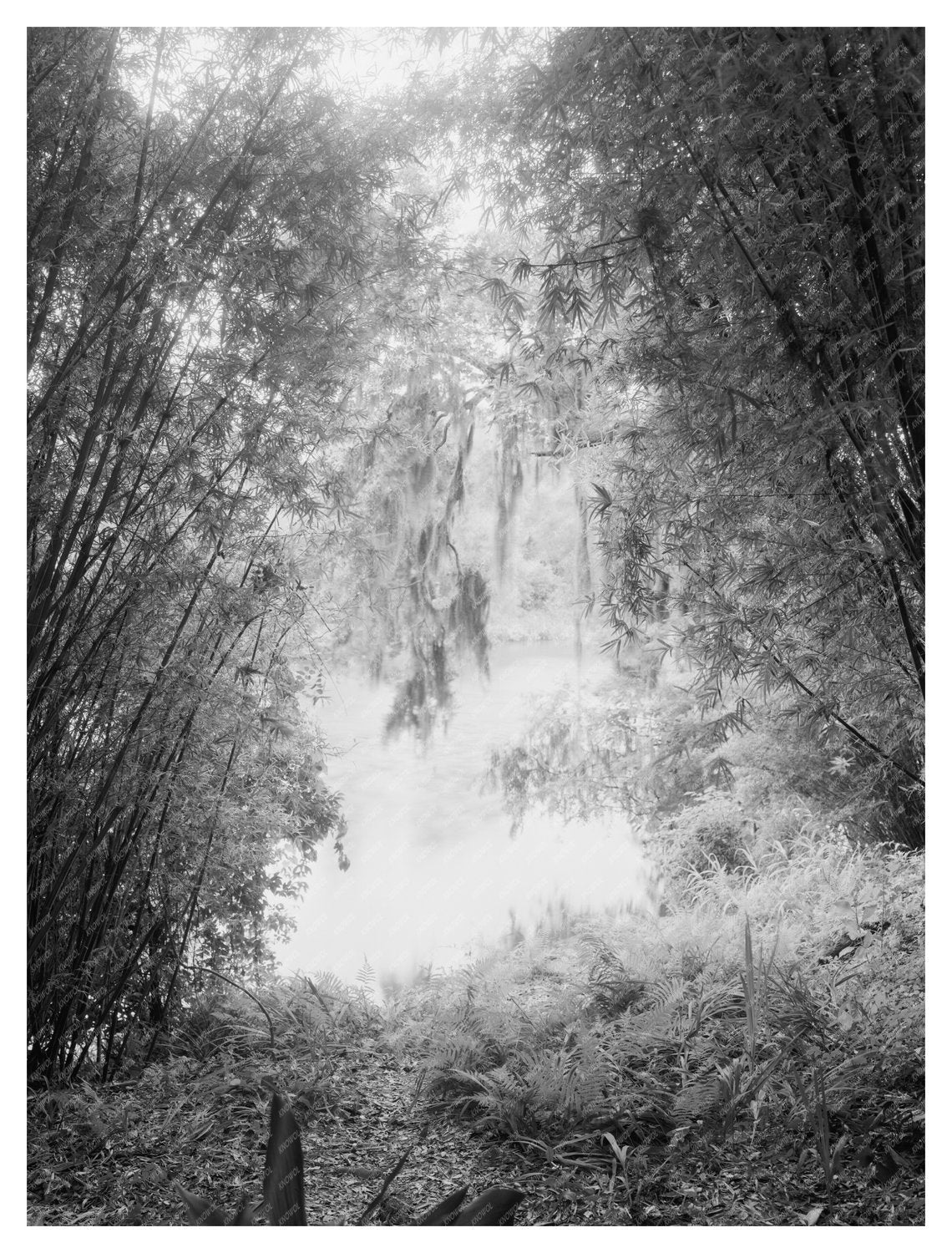 New Iberia, Louisiana Vintage Photo of Shadows on the Teche