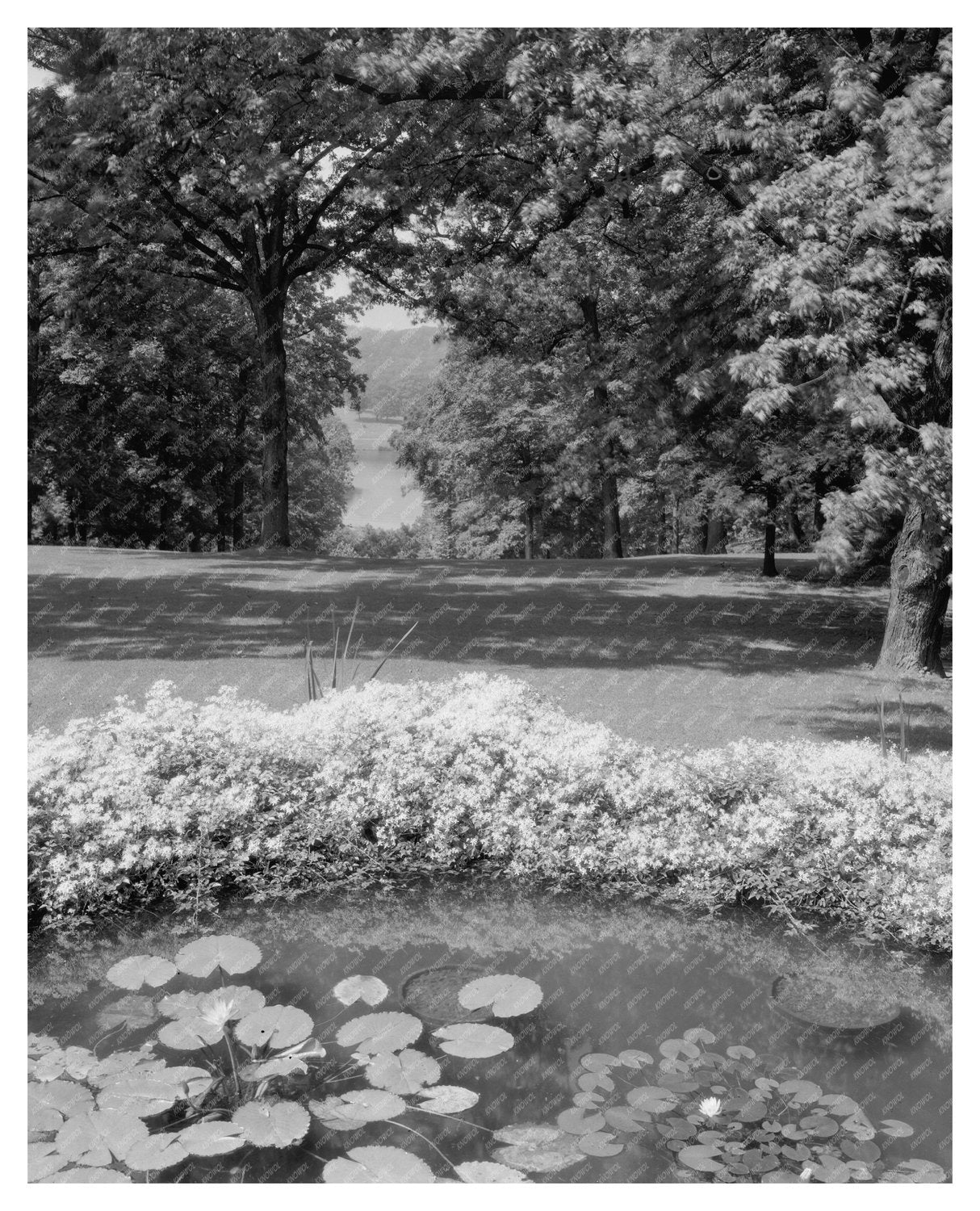 Vintage Lily Ponds in Baltimore, Maryland, 20th Century