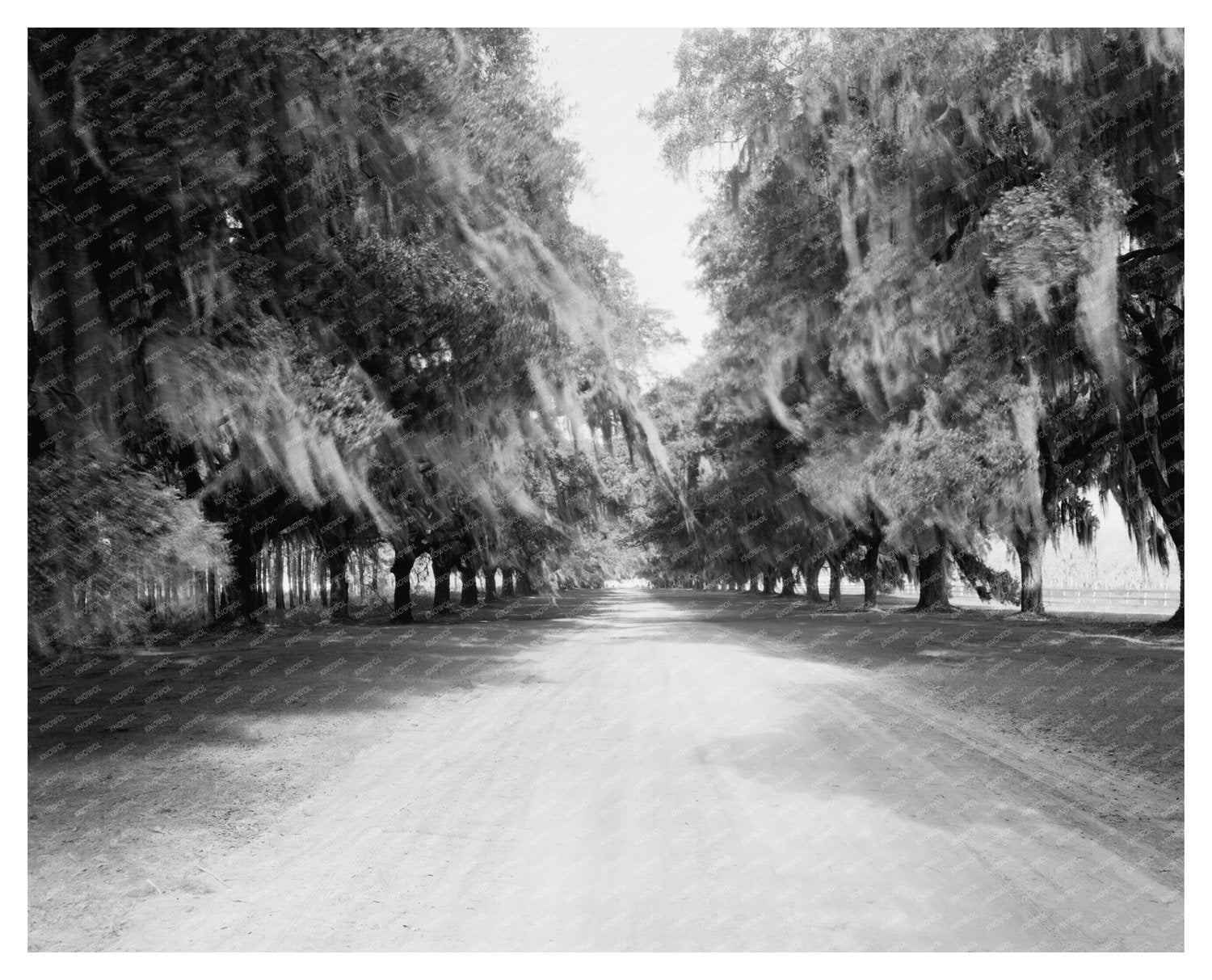 Mount Pleasant SC Landscape Photo, 1843