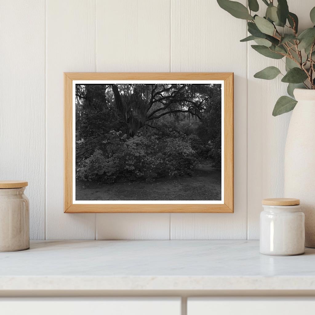 Charleston SC Garden Scene Photo, 1938 History