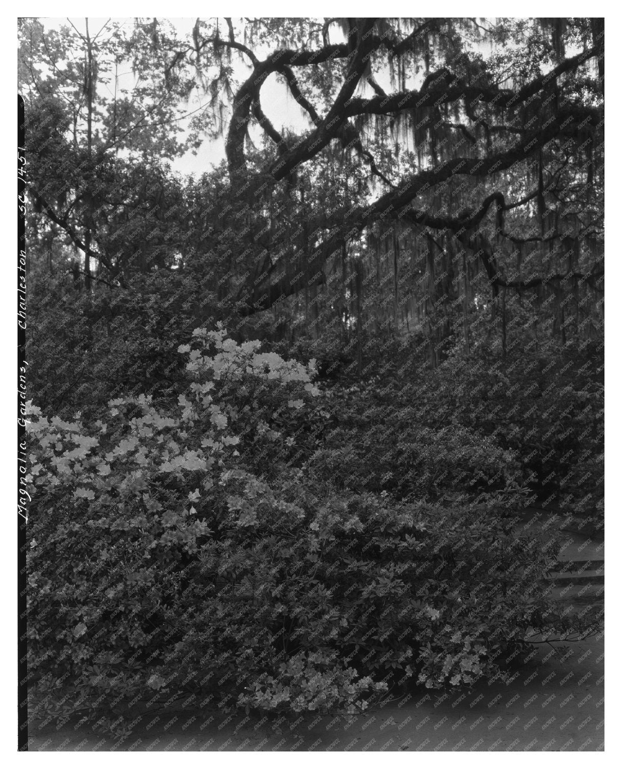 Charleston SC Gardens Vintage Photo, 1938