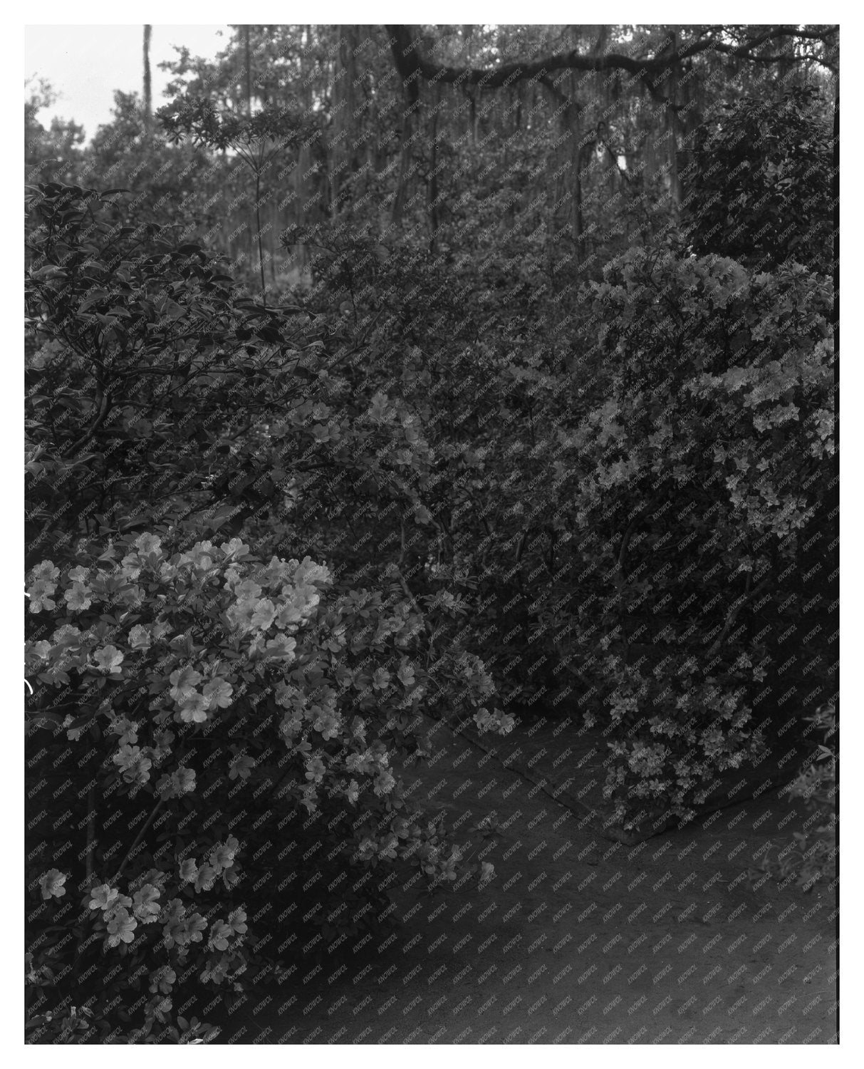 Charleston Garden Scene, South Carolina, 1938
