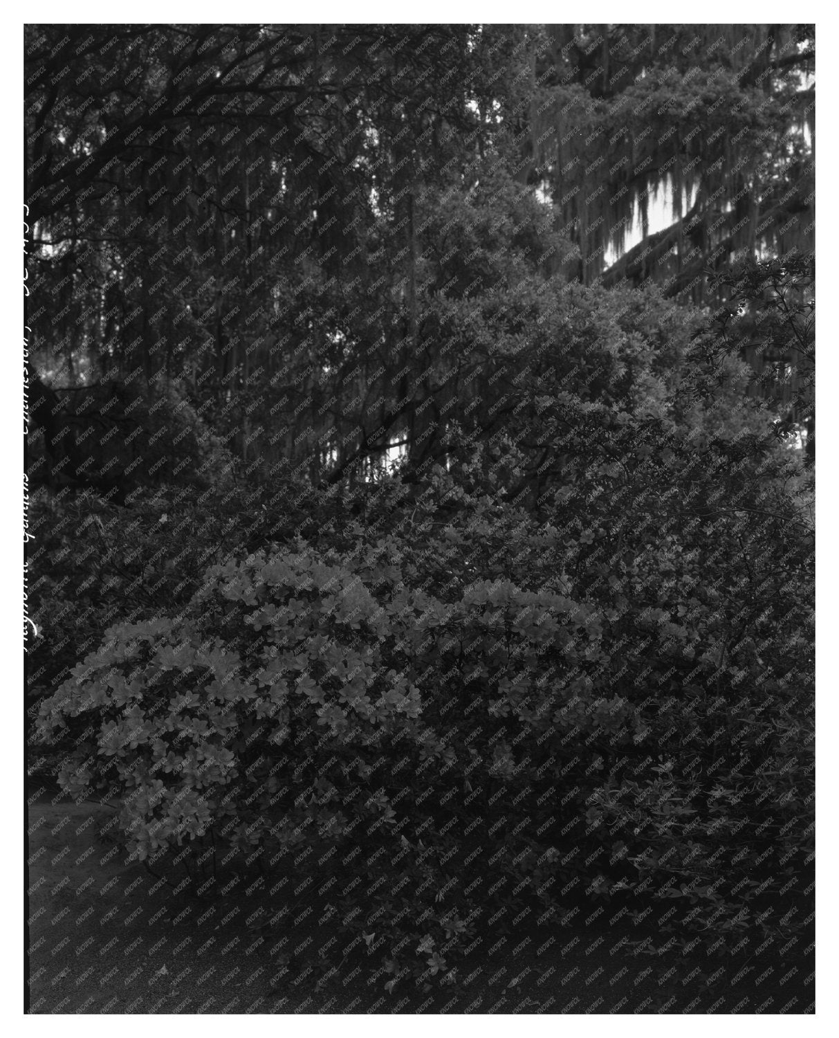 Charleston SC Garden Scene, Mid-20th Century