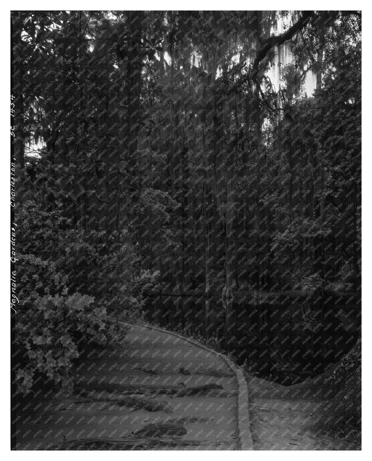 Charleston SC Garden Scene, 1938 Vintage Photograph