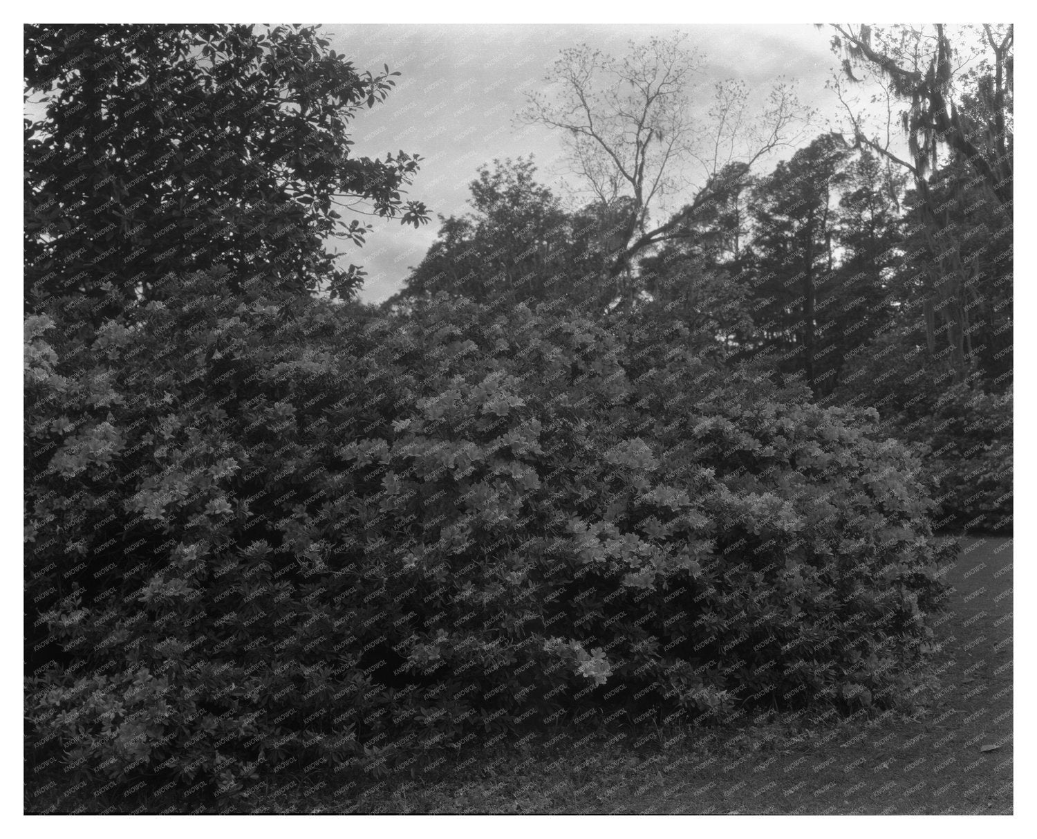 Historic 1755 Home near Ashley River, Dorchester SC 1938