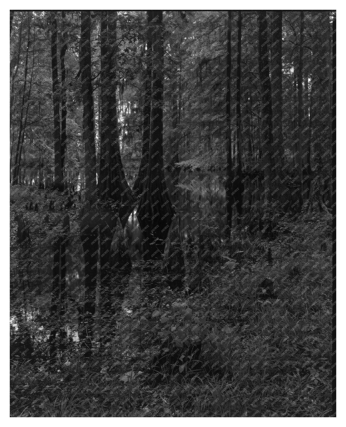 Historic Architecture Near Ashley River, SC 1755 Photo
