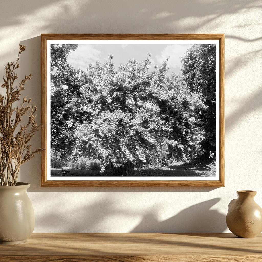 1850 Structure in Green Mountain, Virginia: Historical Insig