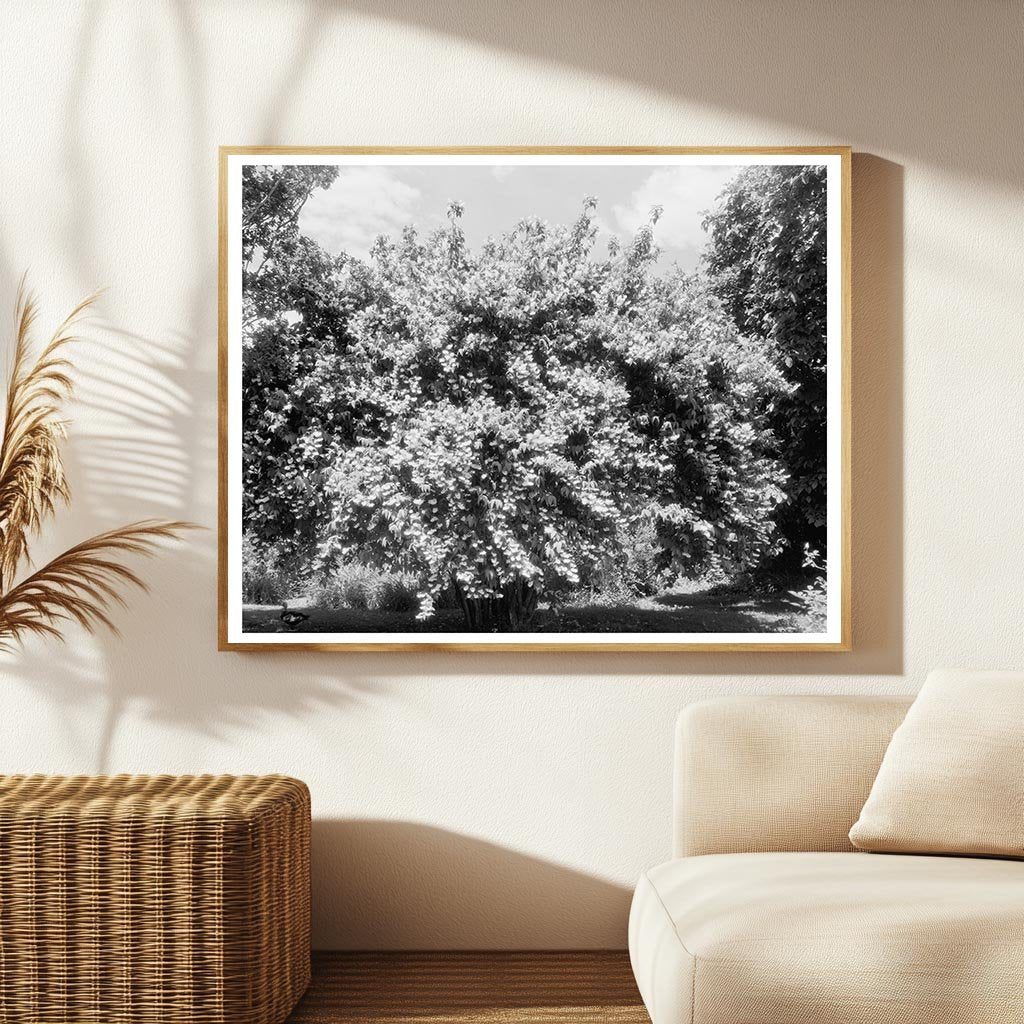 1850 Structure in Green Mountain, Virginia: Historical Insig