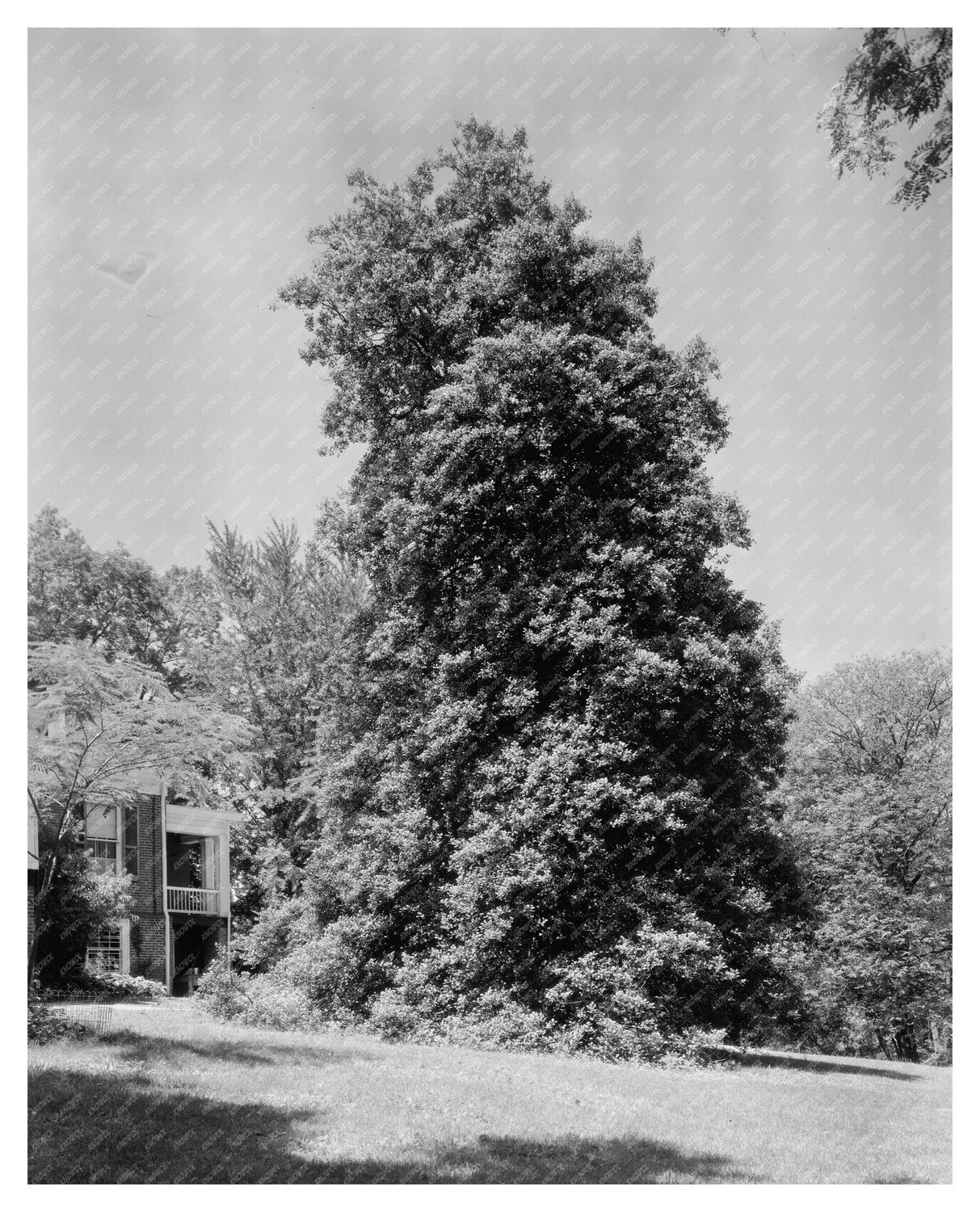 Albemarle County, VA Architecture, 1850 Historical Image