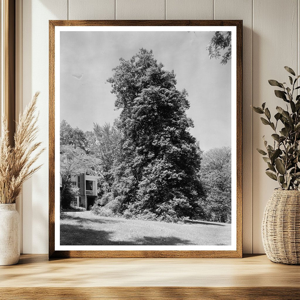 Albemarle County, VA Architecture, 1850 Historical Image