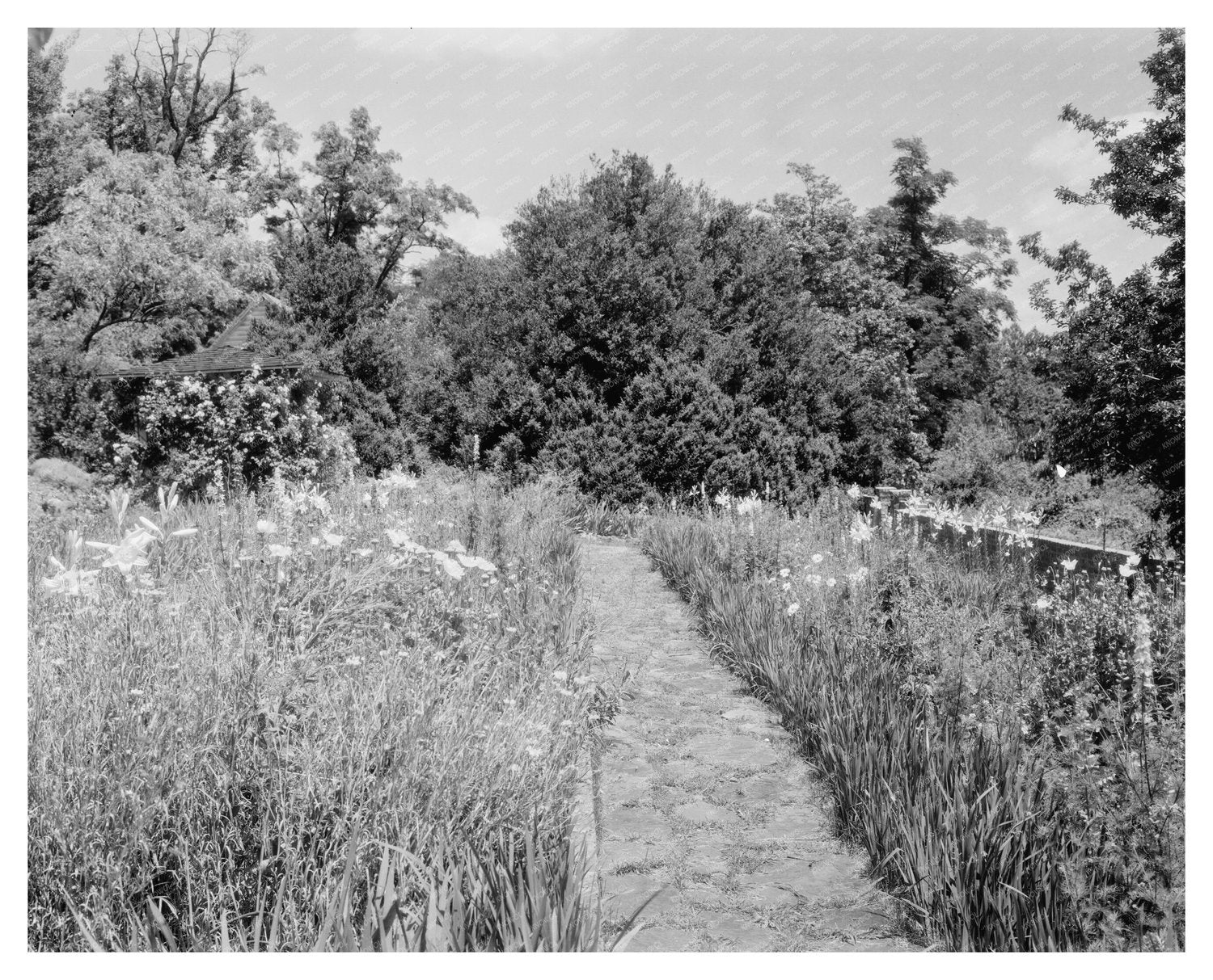 Calycanthus Hill, Albemarle County, VA - Historic Estate 181