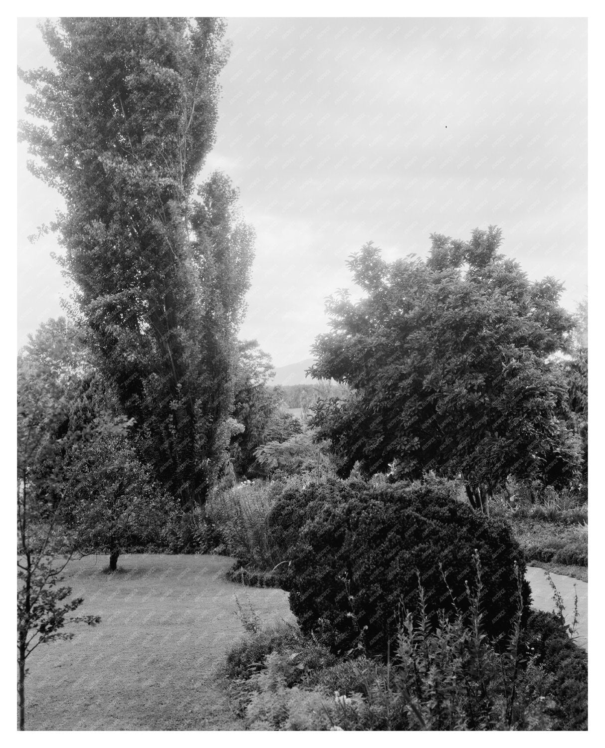 Vintage Photo of Greenwood, VA Garden - 20th Century