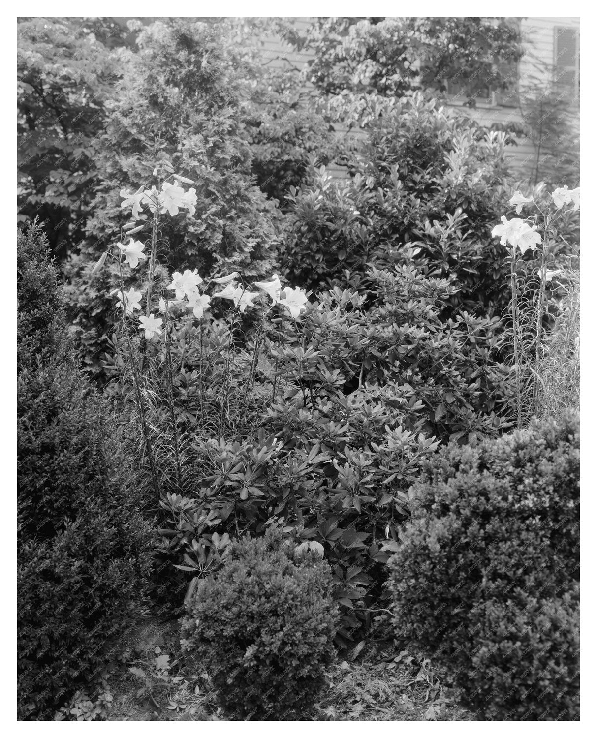 Vintage Garden Scene in Greenwood, Virginia, 20th Century