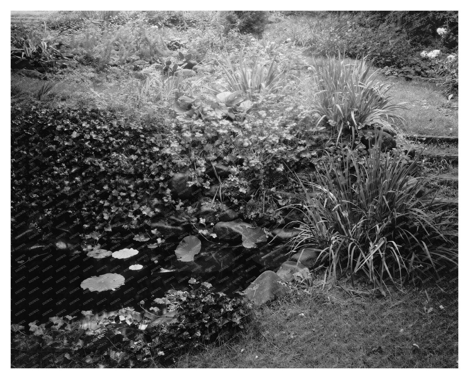 Staunton VA Water Garden Photo, 1953