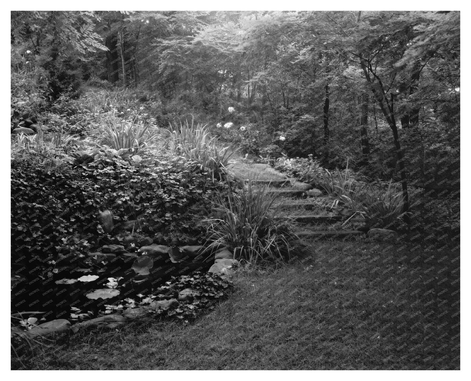 Water Garden in Staunton, VA - 20th Century Photo