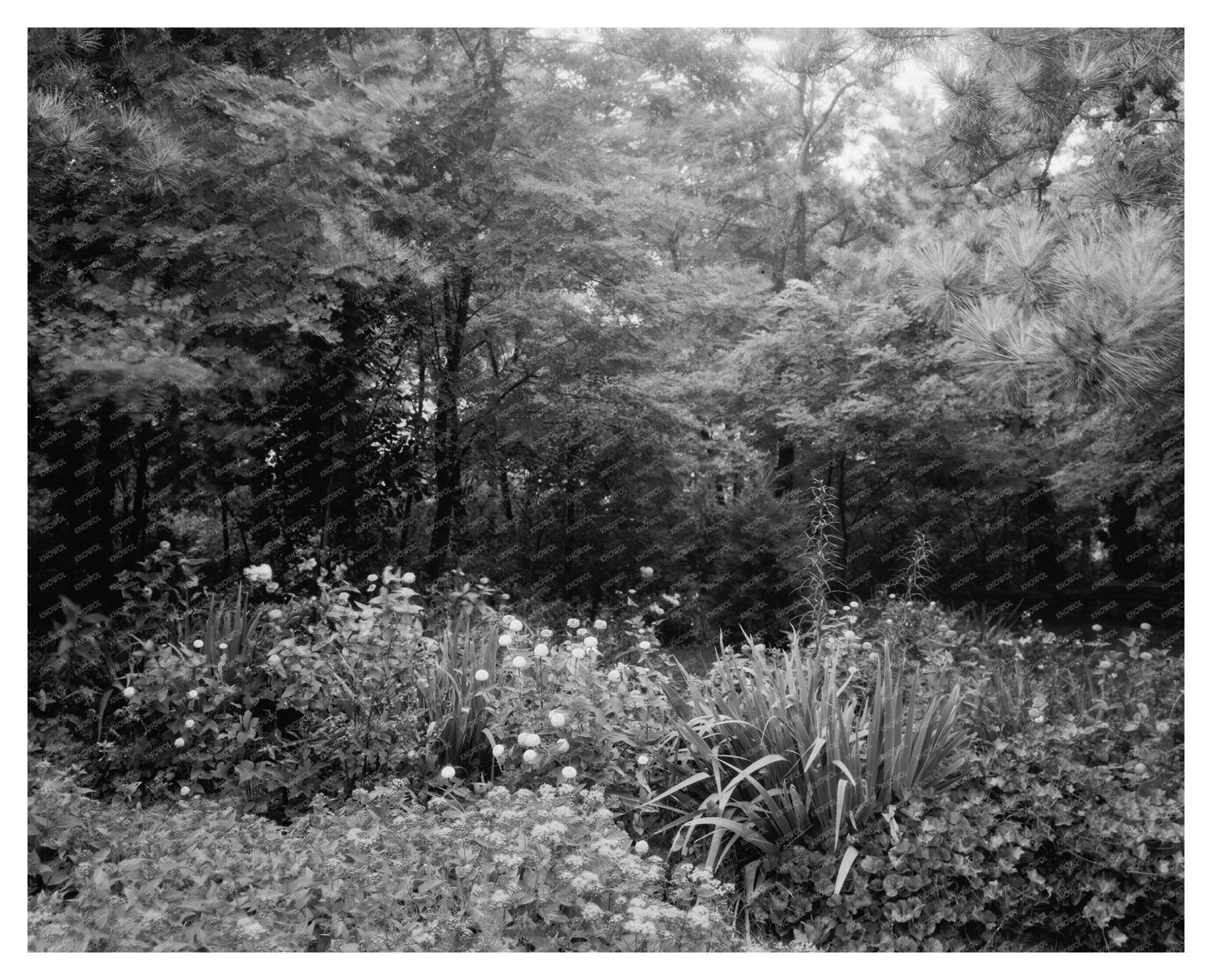 Staunton VA Garden Scene, Mid-20th Century