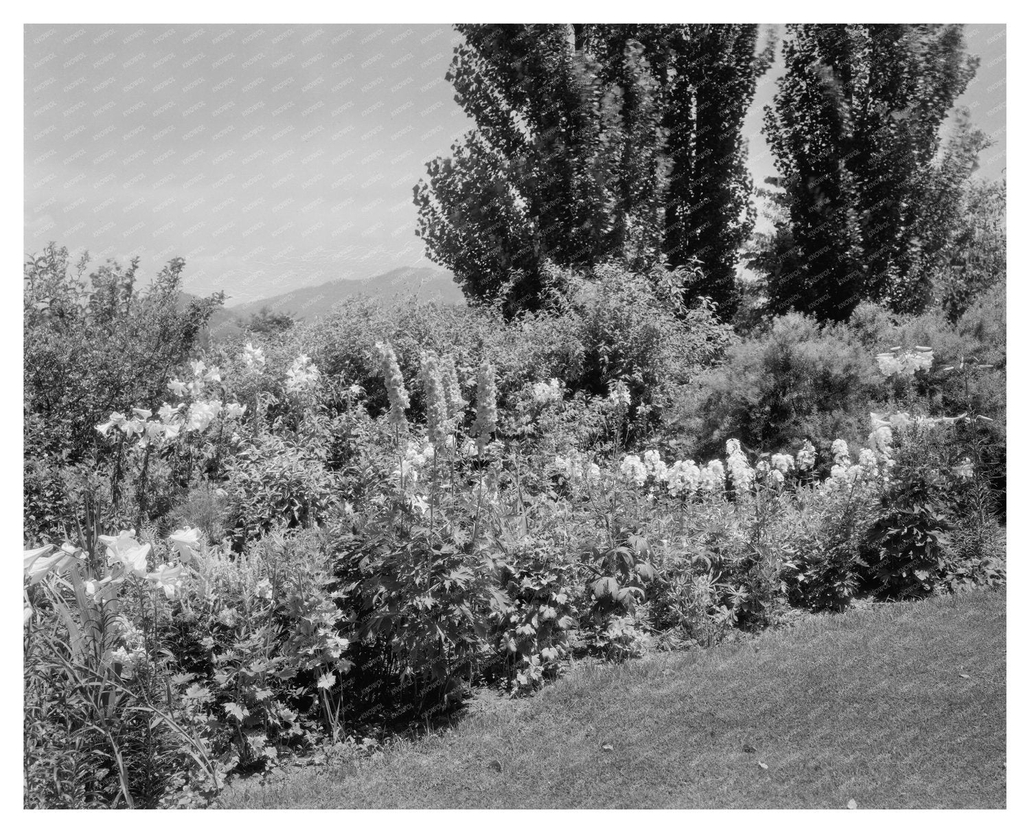 Lynchburg VA Garden Photo, Early 20th Century