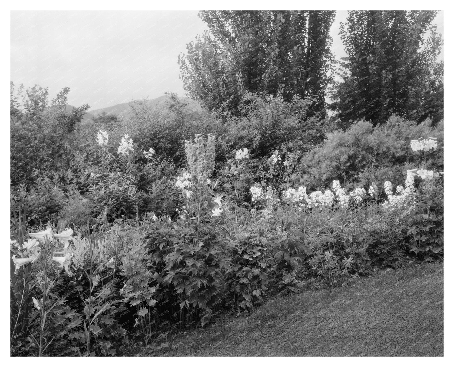 Lynchburg VA Garden Scene, 20th Century Vintage Photo