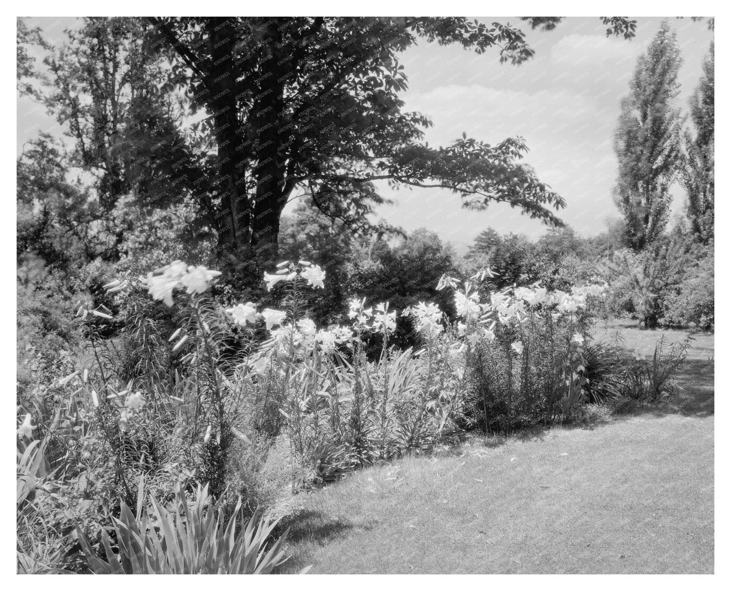 Lynchburg, VA Garden Photography from 20th Century