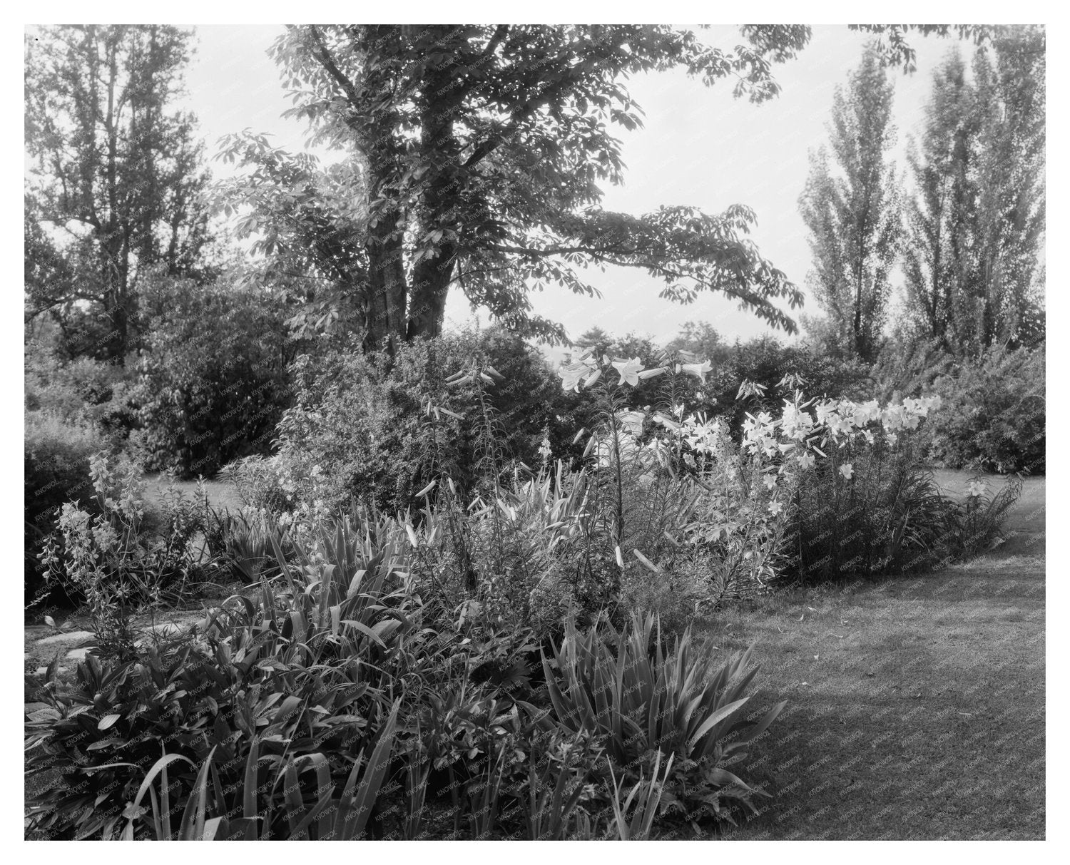 Lynchburg Garden Scene, Virginia, Early 20th Century
