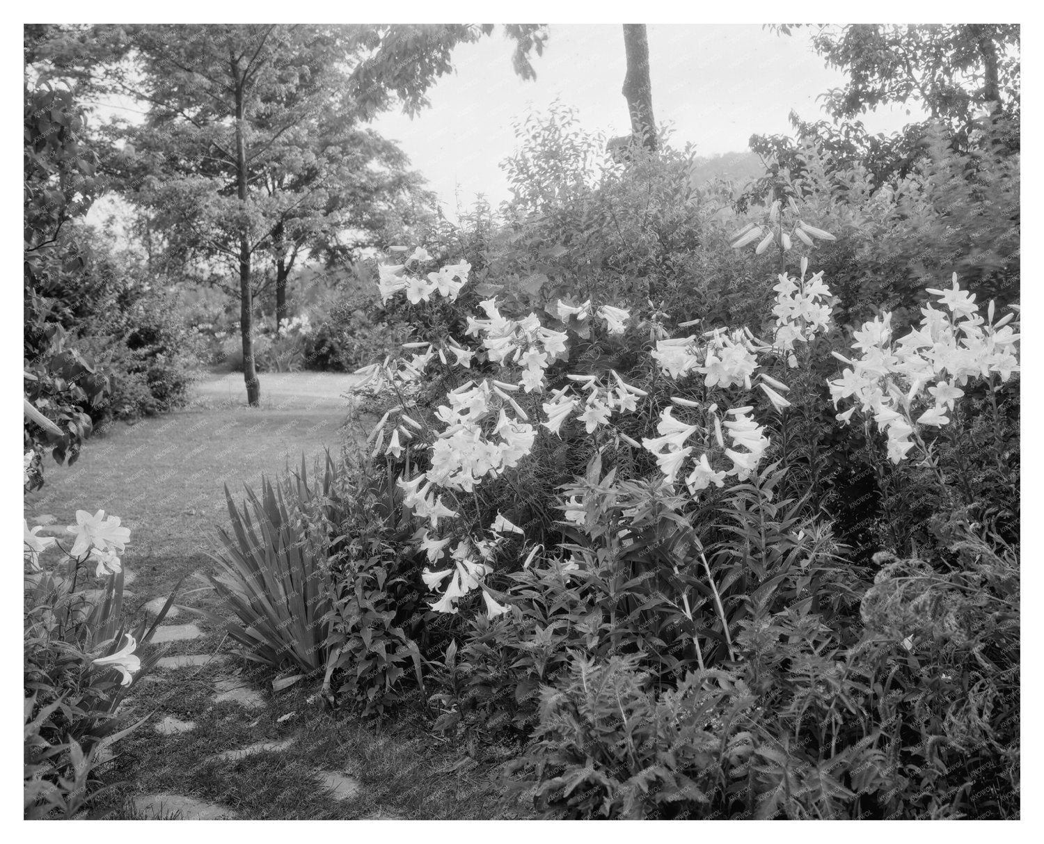 Historic Lynchburg Gardens, Virginia 1900s Photograph