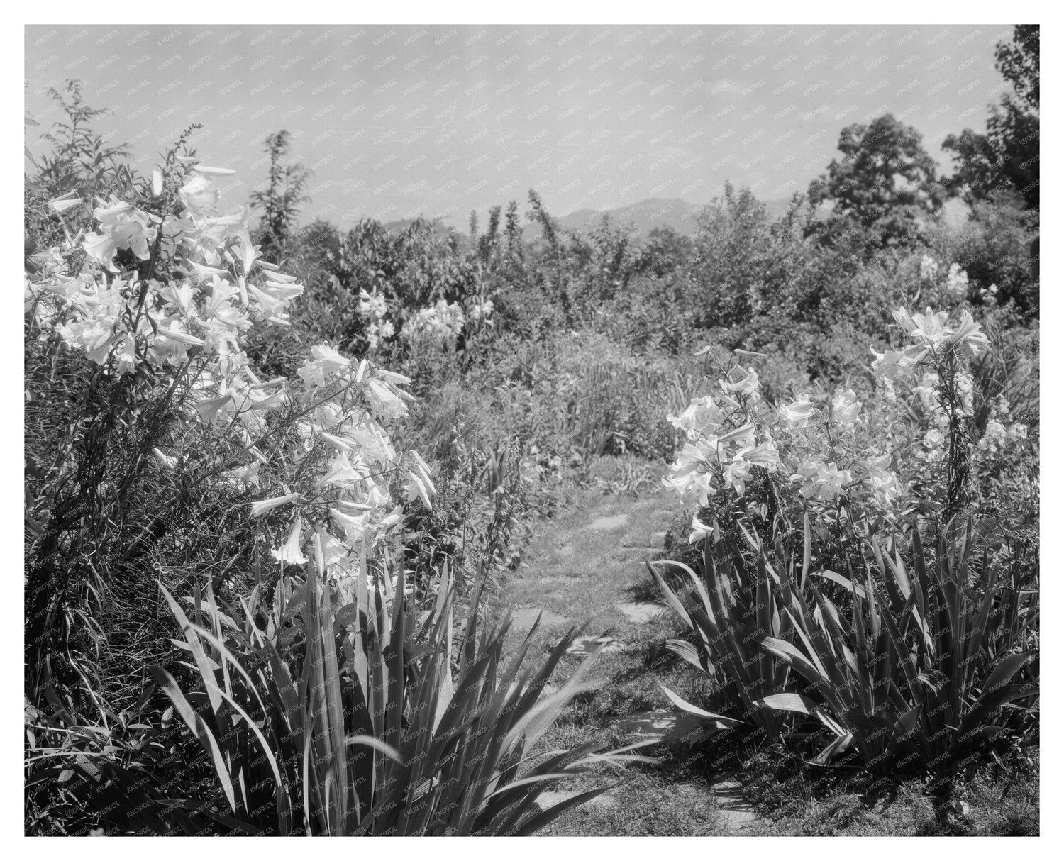 Lynchburg Garden Photo, Virginia, 20th Century History