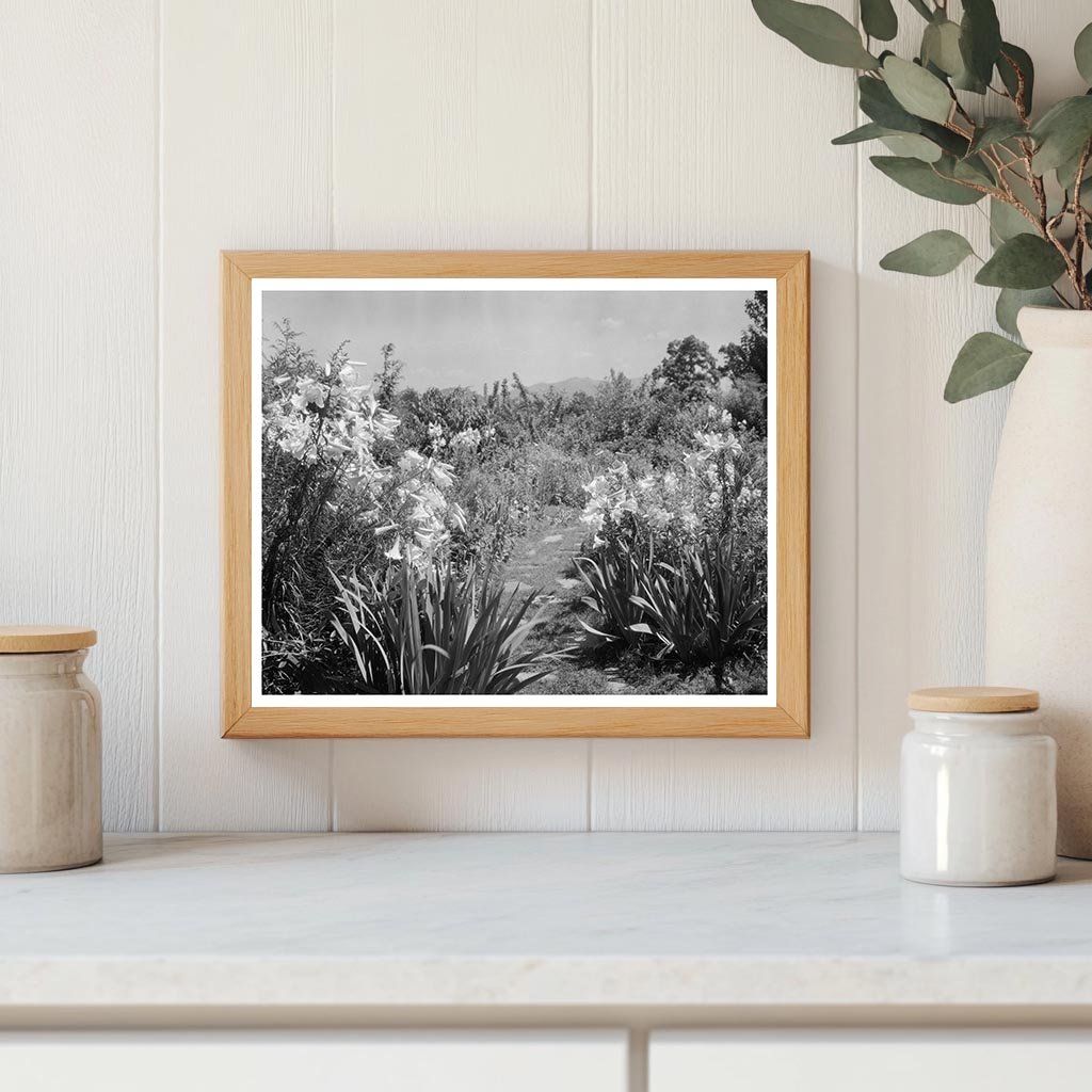 Lynchburg Garden Photo, Virginia, 20th Century History