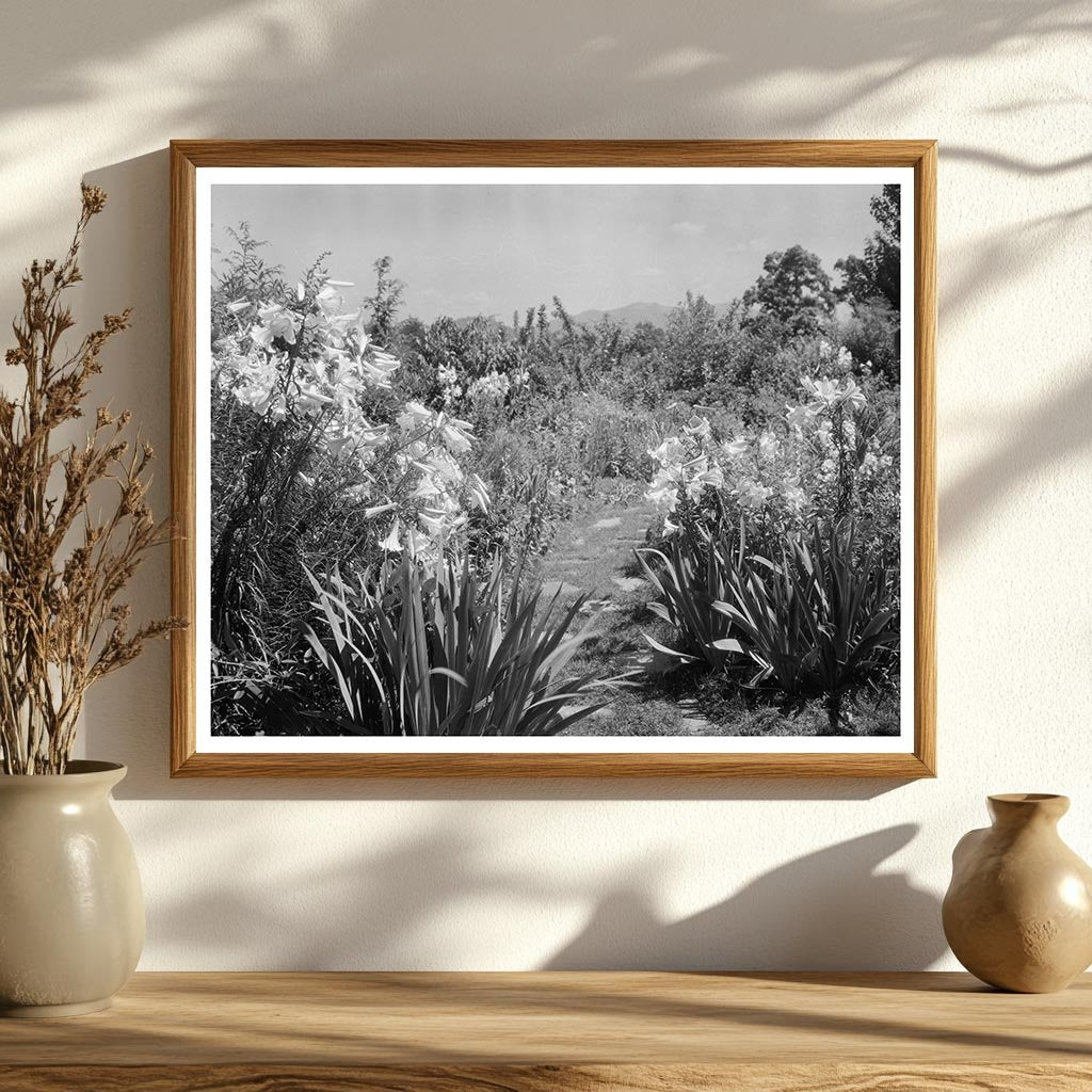 Lynchburg Garden Photo, Virginia, 20th Century History