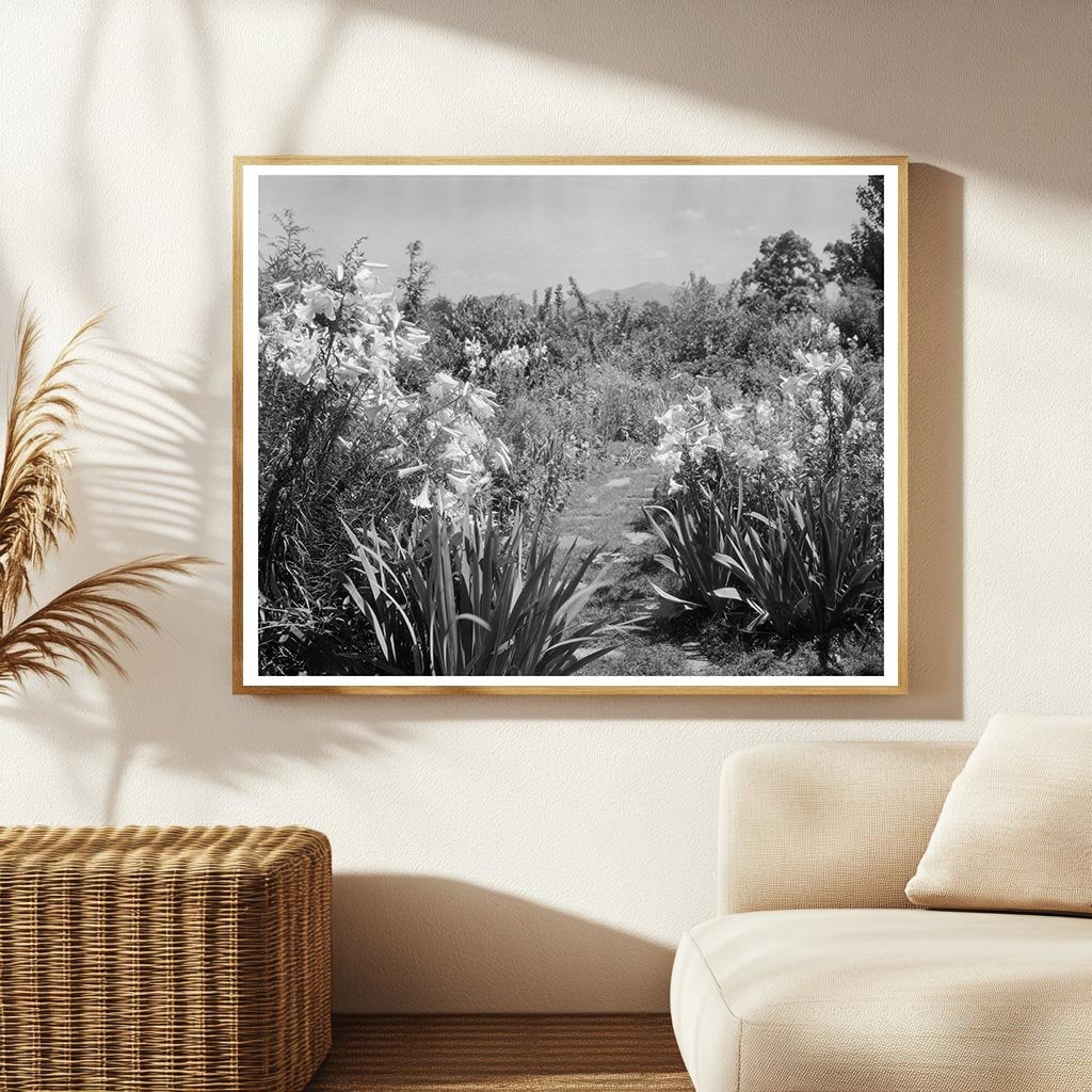 Lynchburg Garden Photo, Virginia, 20th Century History