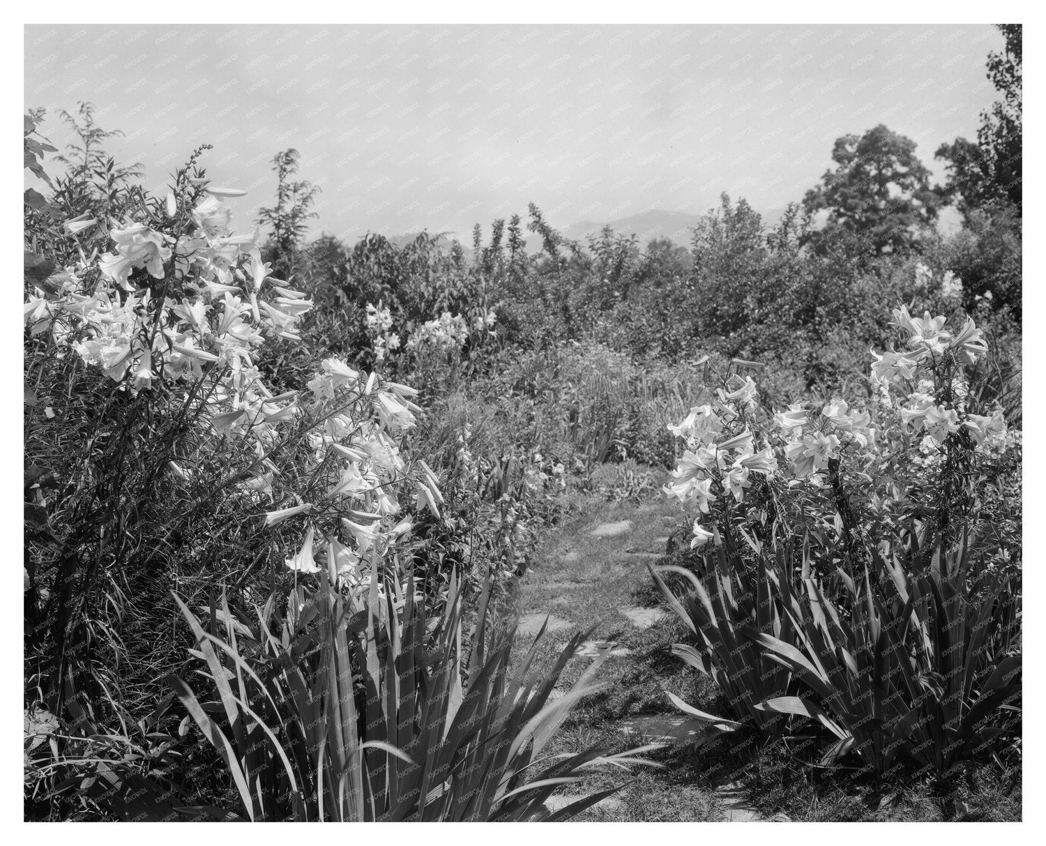 Lynchburg Virginia Gardens Photo, Early 20th Century