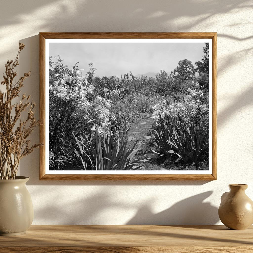 Lynchburg Virginia Gardens Photo, Early 20th Century