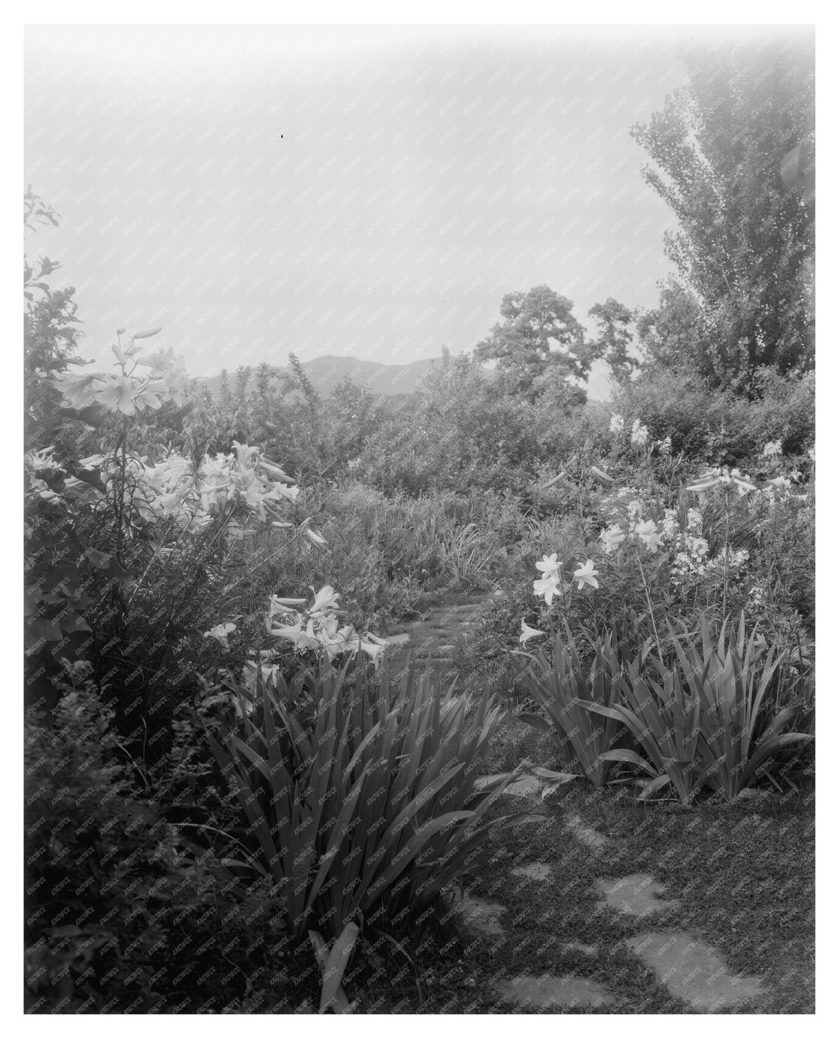 Vintage Garden Scene in Lynchburg, VA 1900s