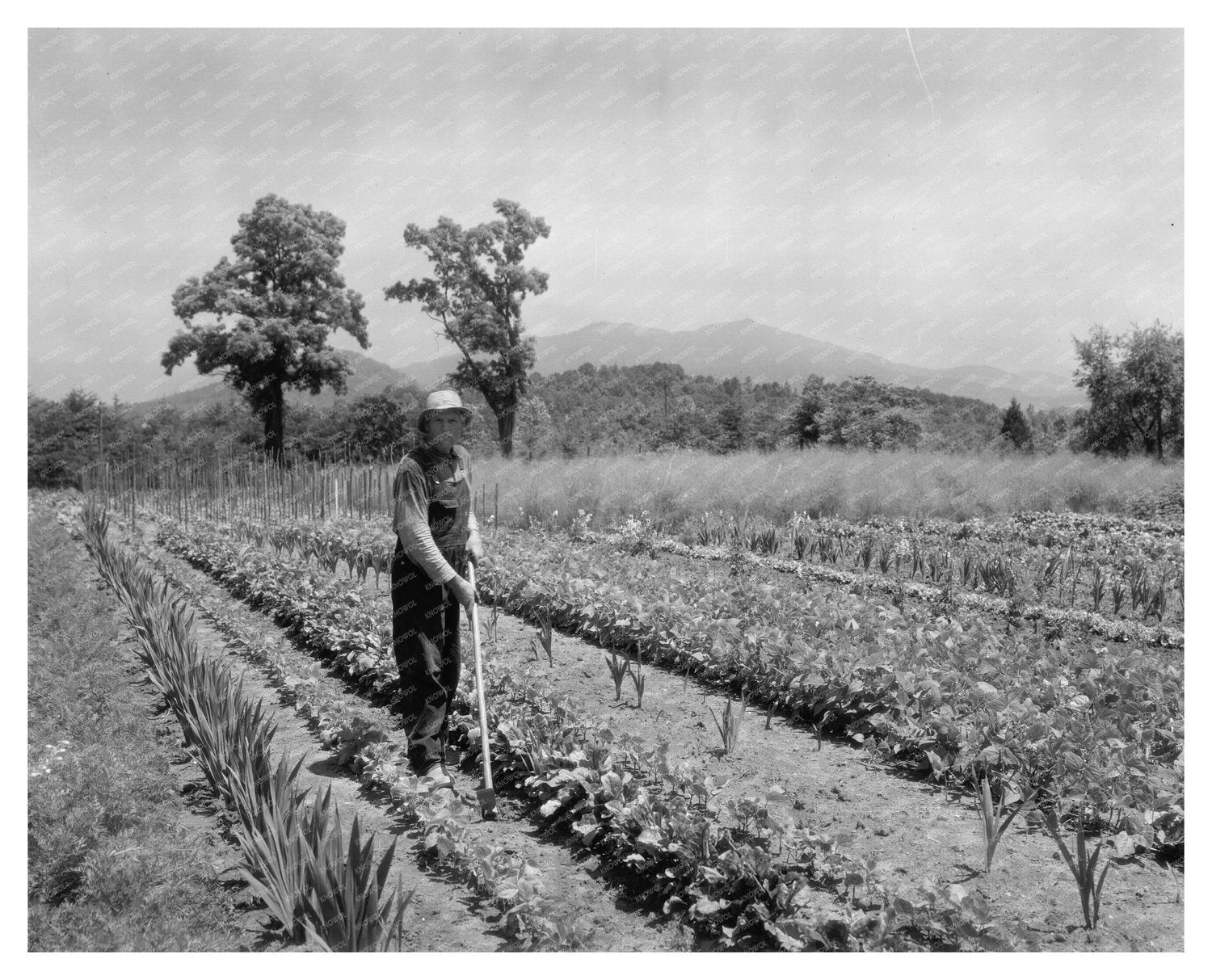 1900s Farming Scene in Lynchburg, Virginia