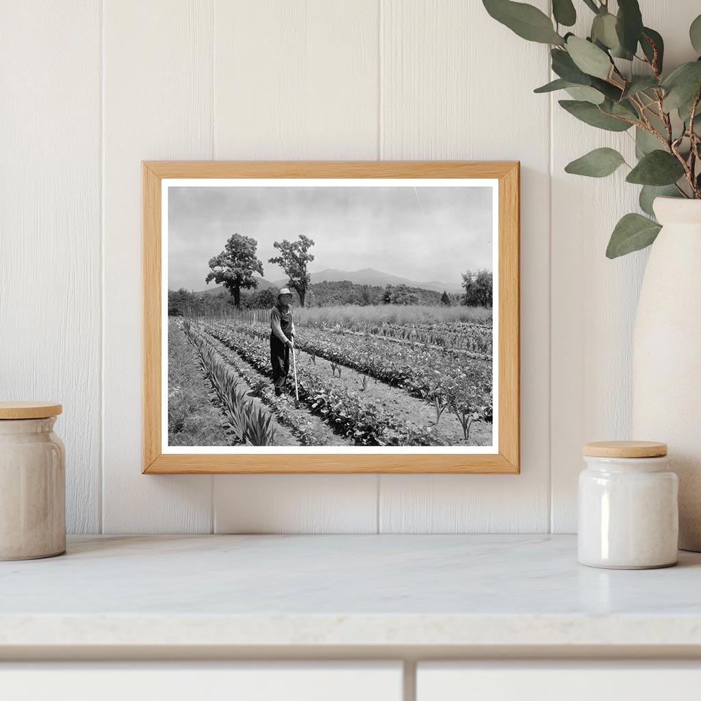 1900s Farming Scene in Lynchburg, Virginia