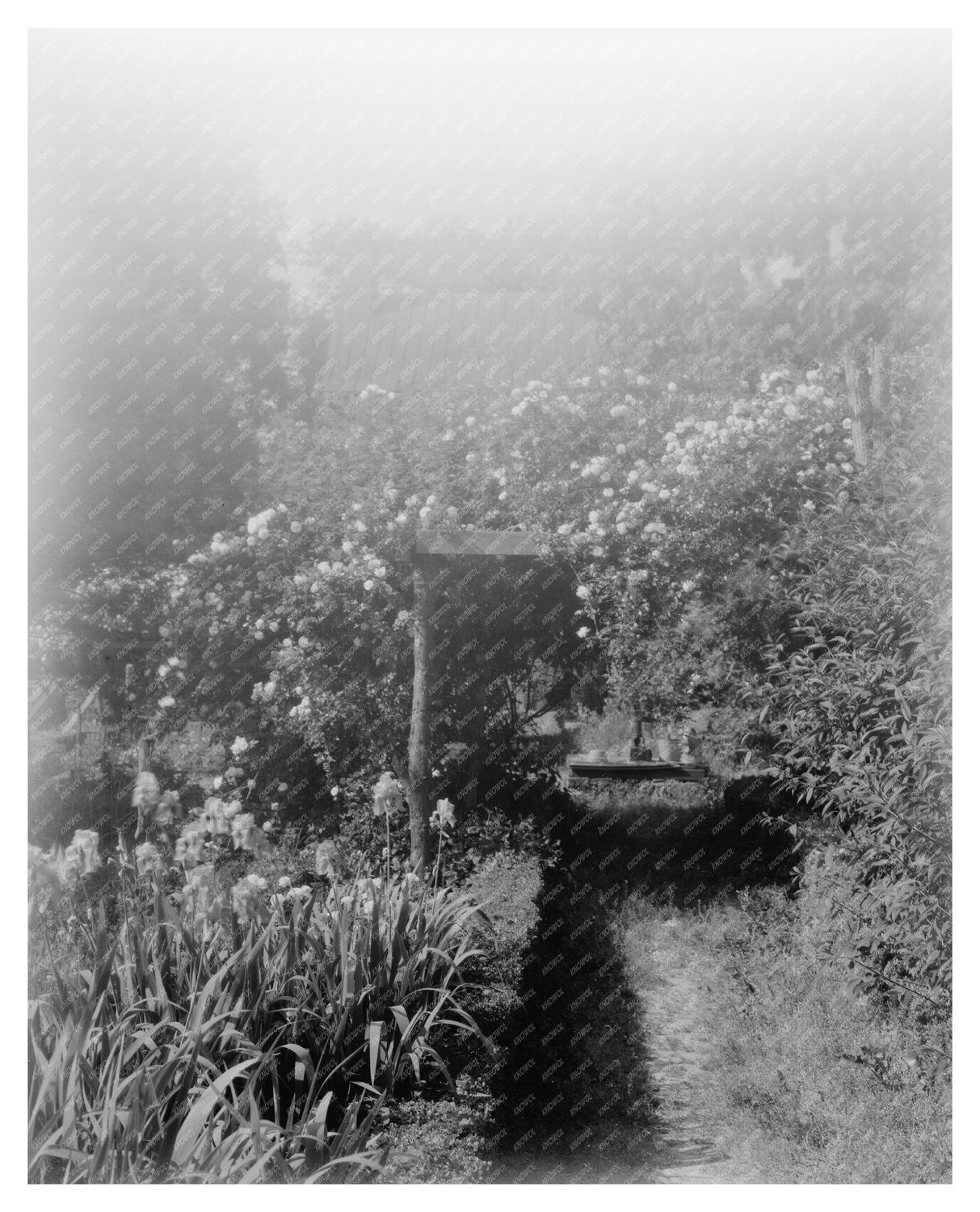 Shirley Plantation, Charles City, VA - Historic Image 1953