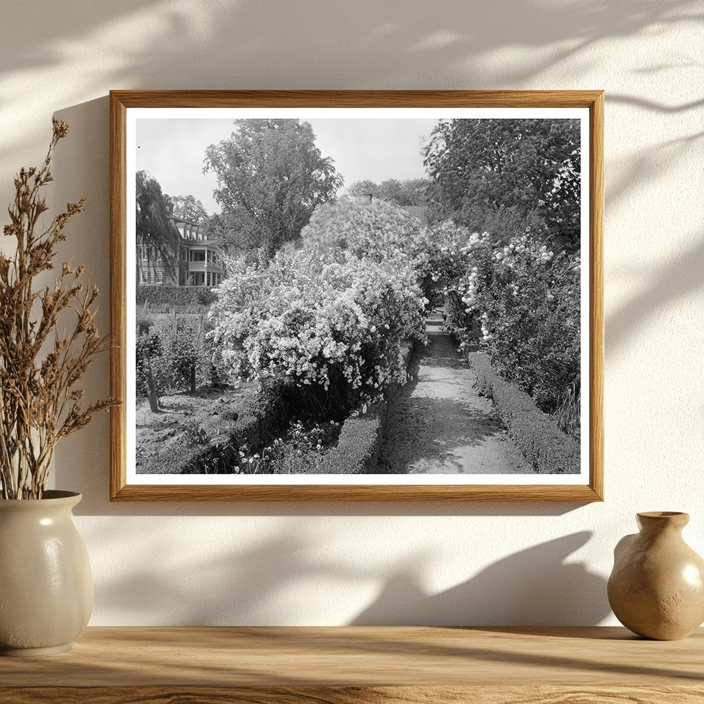 Shirley Plantation, Charles City, VA, 1953 Photography