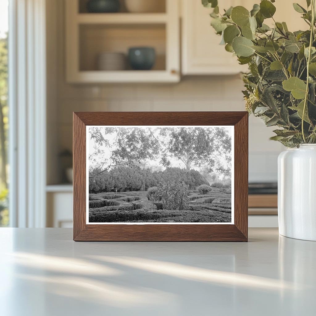 Vintage 1953 Photo of Thomas Randolphs School in Virginia
