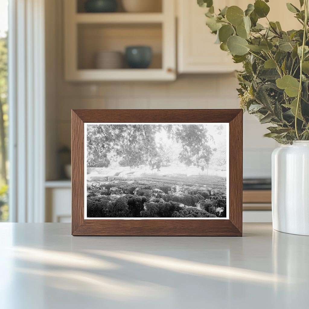 Vintage Photograph of 1712 Structure in Goochland, VA