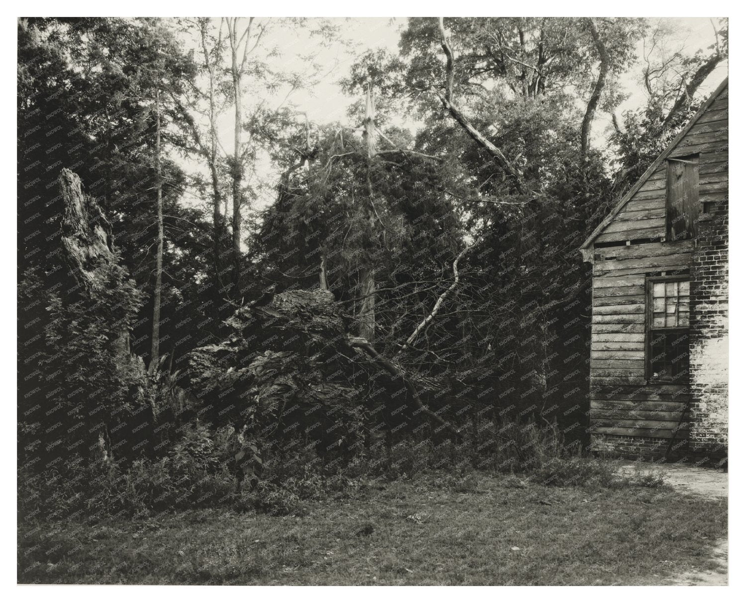 Piping Tree, King William County, Virginia, 20th Century Pho