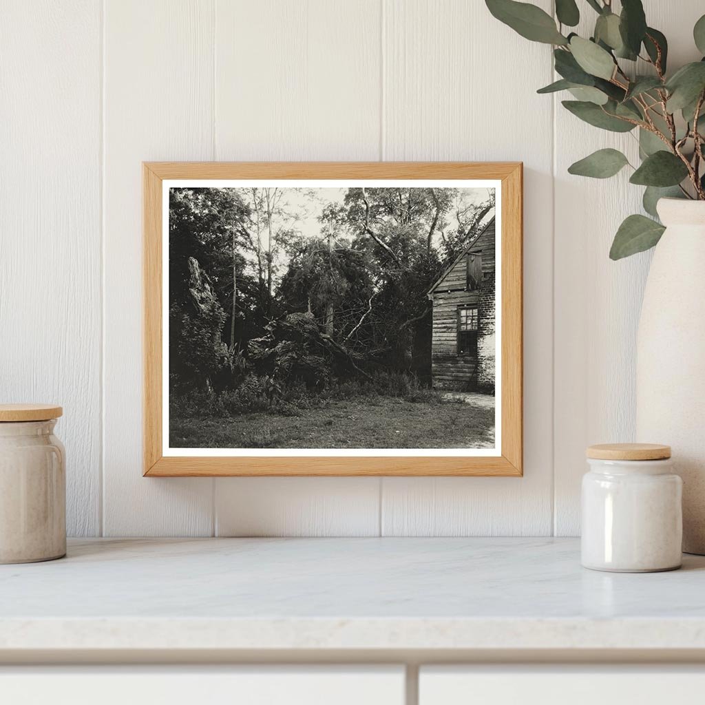 Piping Tree, King William County, Virginia, 20th Century Pho