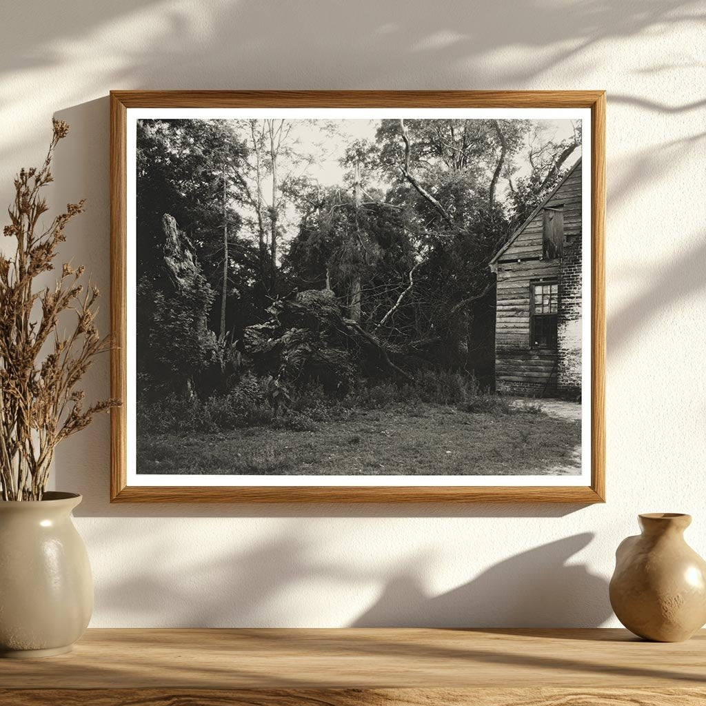 Piping Tree, King William County, Virginia, 20th Century Pho