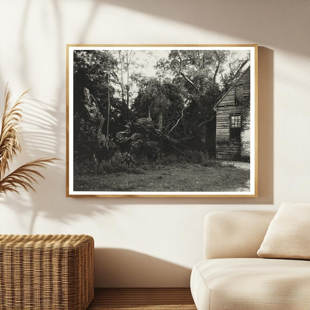 Piping Tree, King William County, Virginia, 20th Century Pho