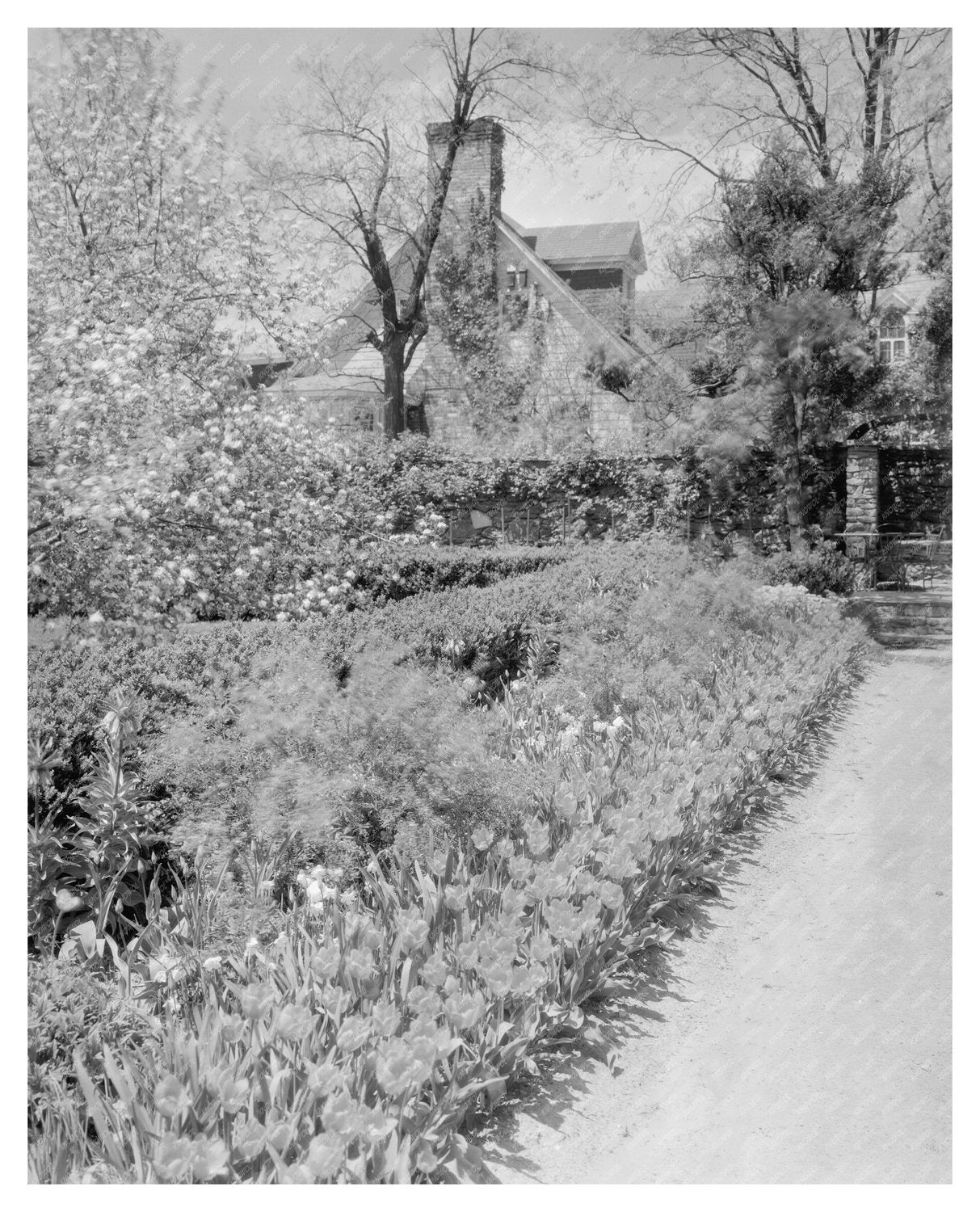 Middleburg, Virginia Vintage Photo, Early 20th Century
