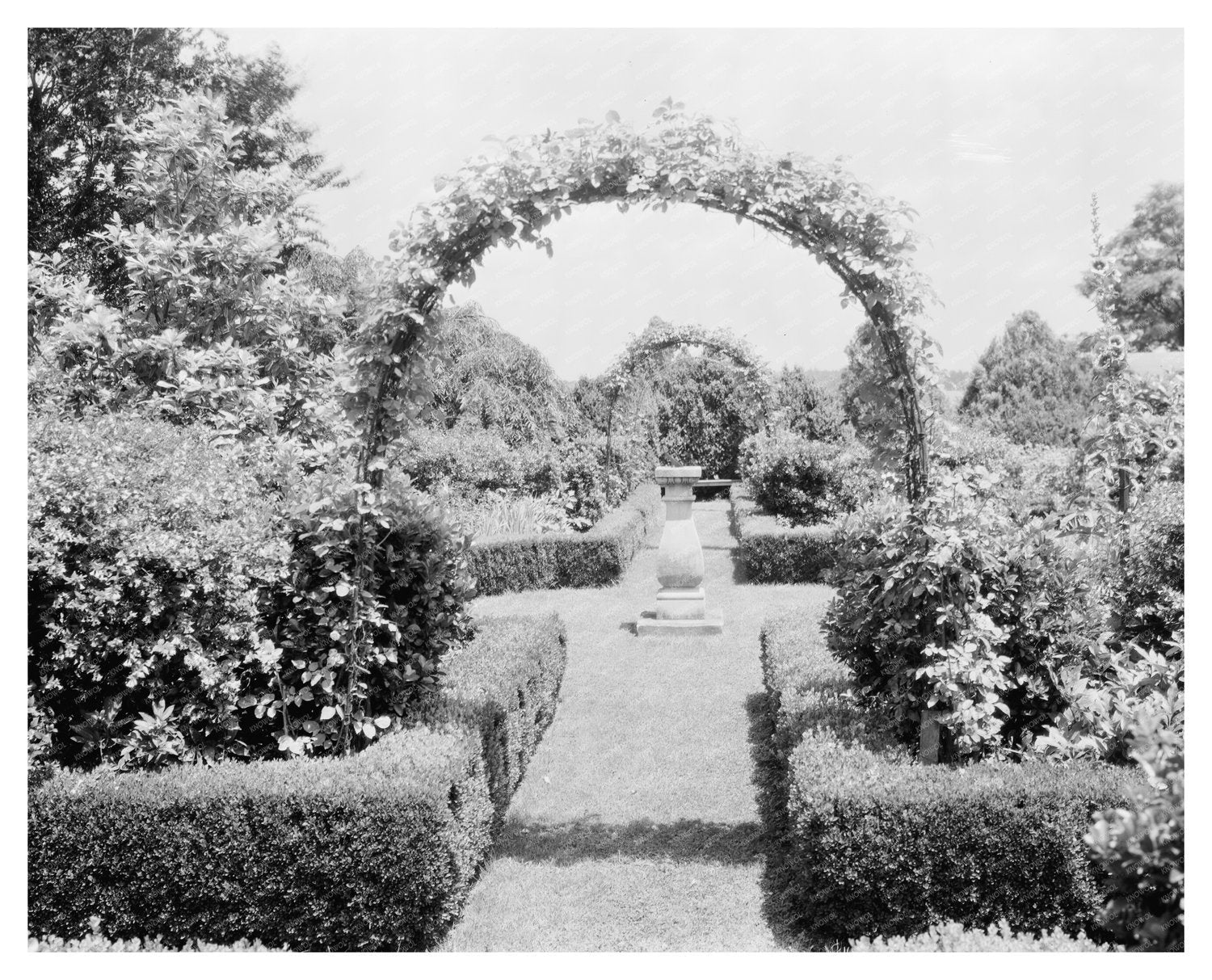 Vintage Garden Photo, Leesburg VA, 1953