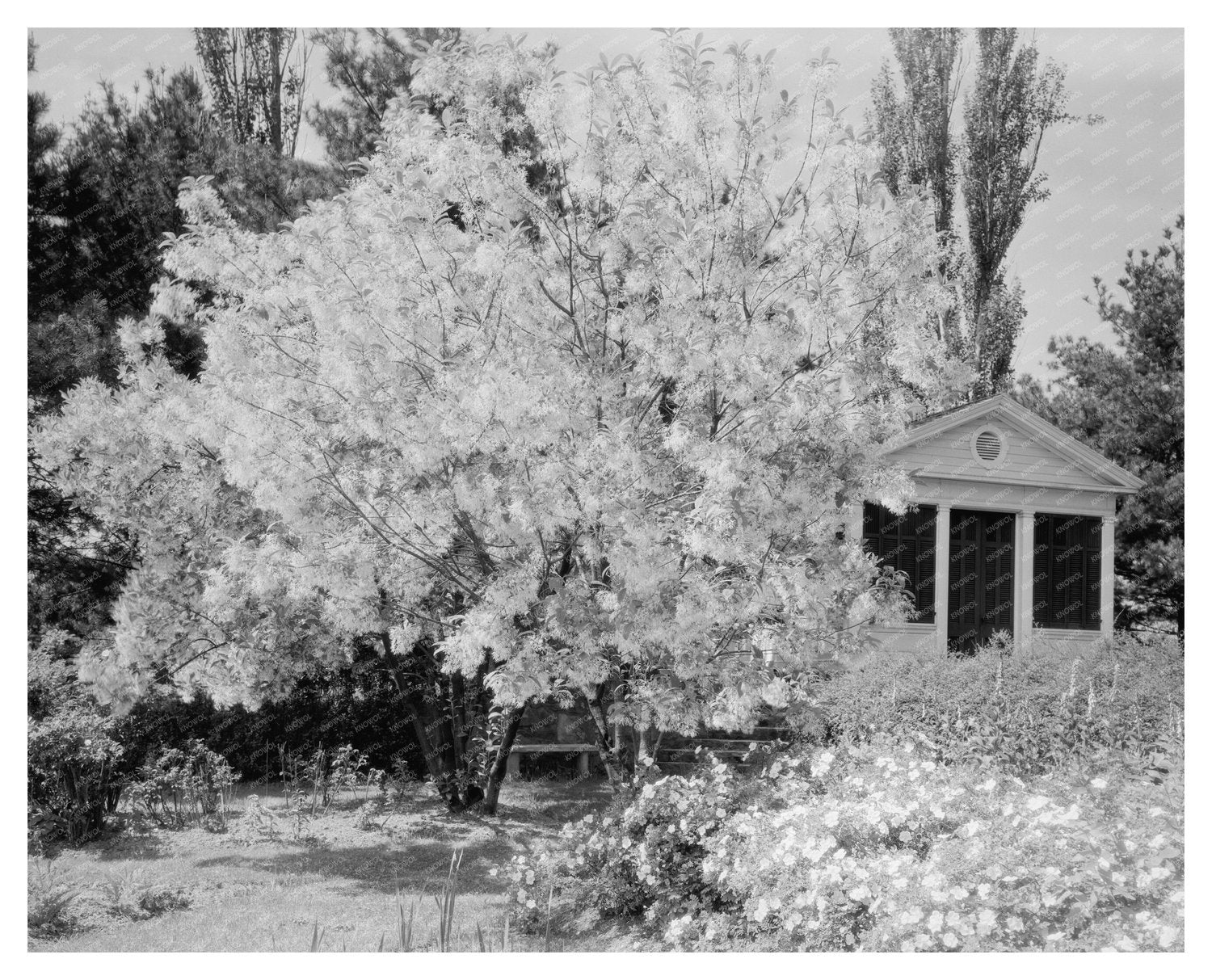 Garden Scene in Warrenton, Virginia, Early 20th Century