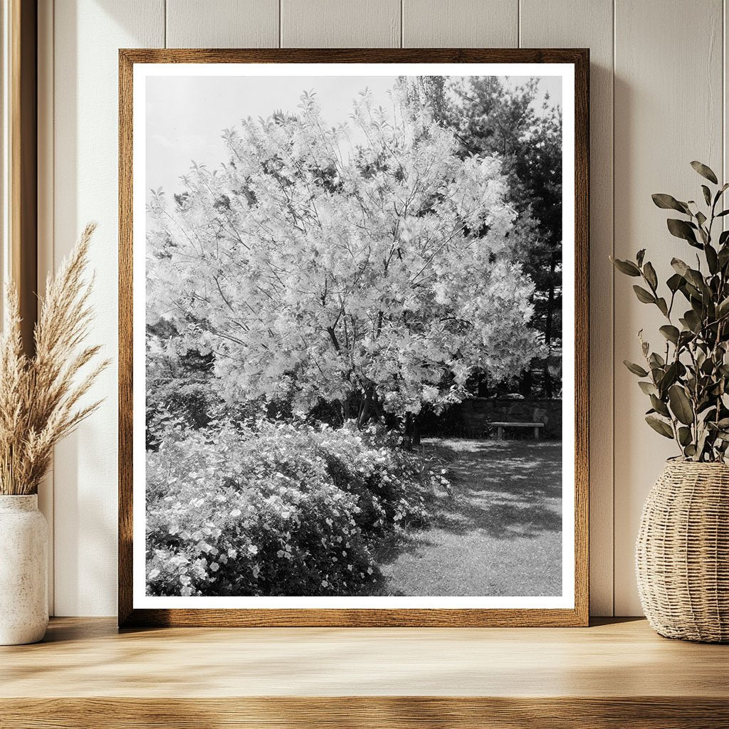 Vintage Garden Photograph, Warrenton, VA, 20th Century