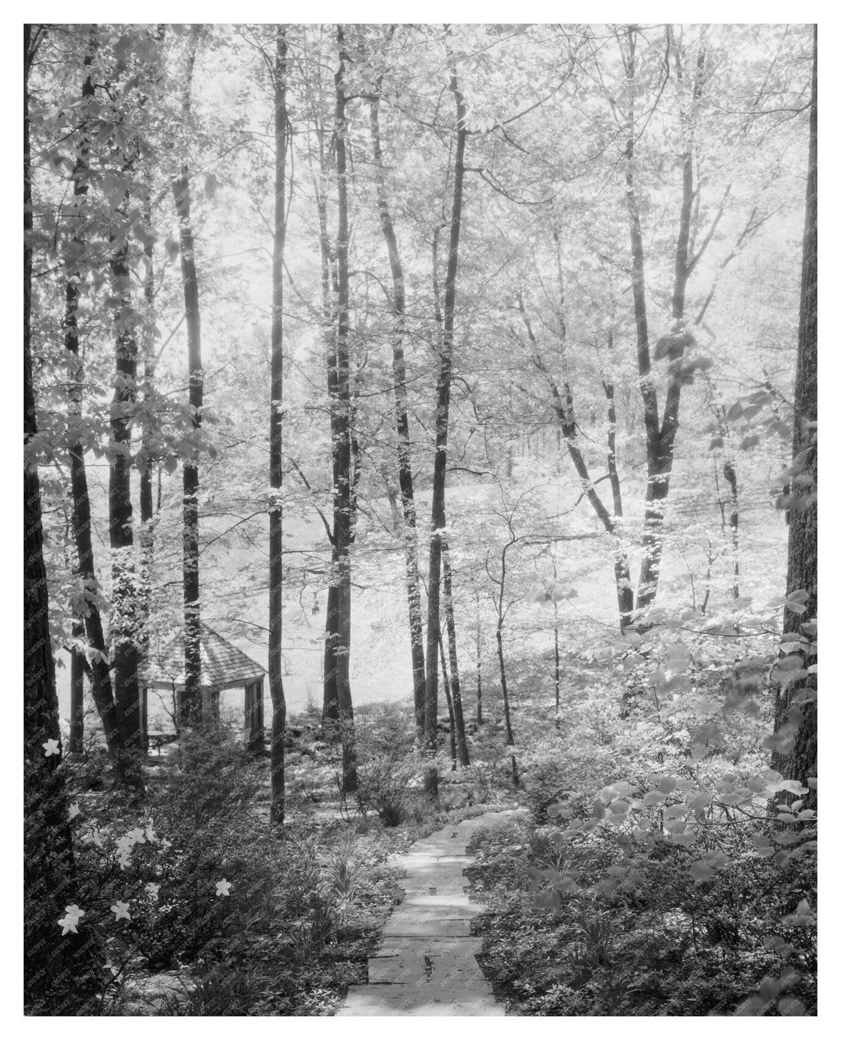 Gordonsville VA Estate Photo, Carnegie Survey, Early 1900s