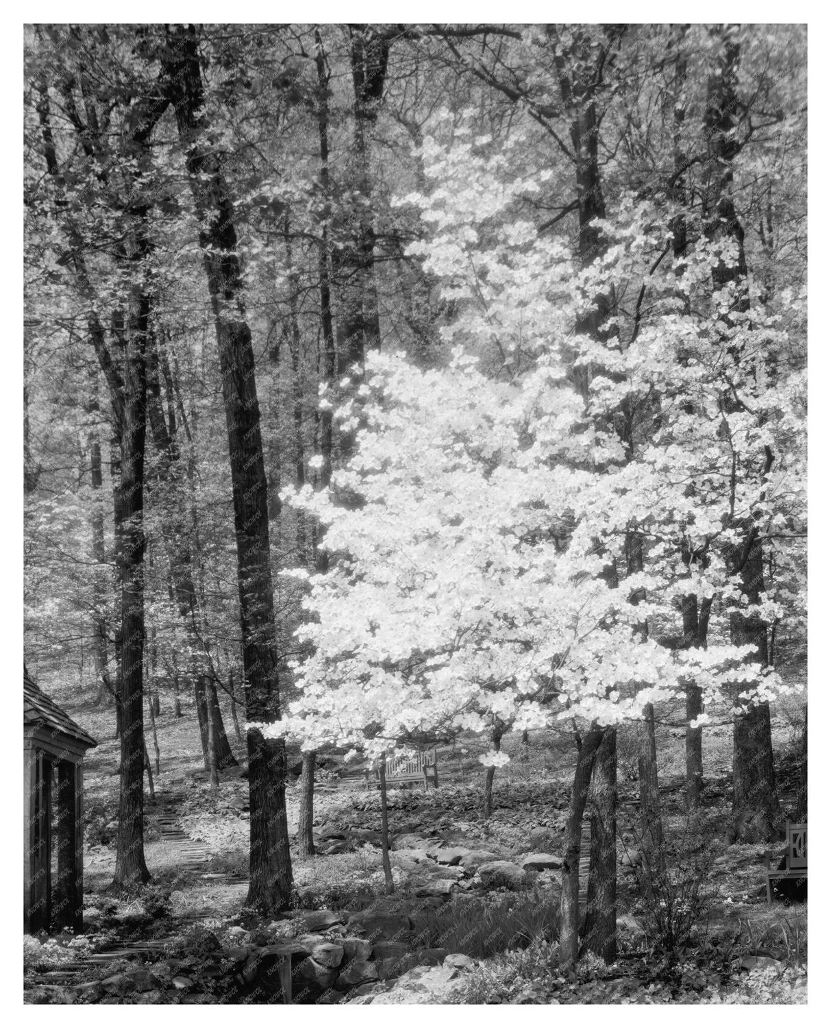 Gordonsville Estate, Virginia - Mid 20th Century Photo